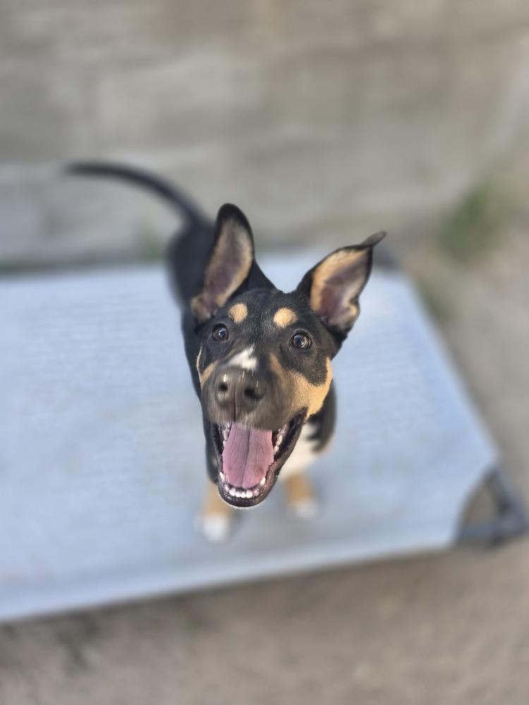Okapi, Adoptable, Puppy Female Shepherd & Australian Cattle Dog / Blue Heeler.