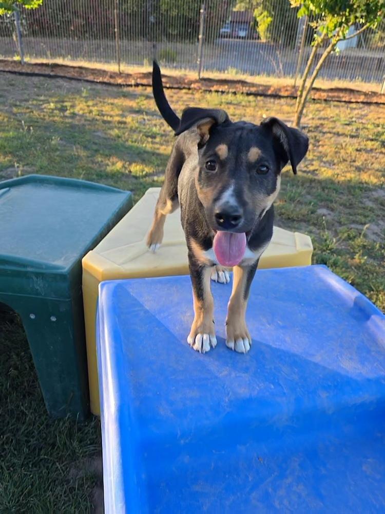 Okapi, Adoptable, Puppy Female Pit Bull Terrier & Australian Cattle Dog / Blue Heeler.