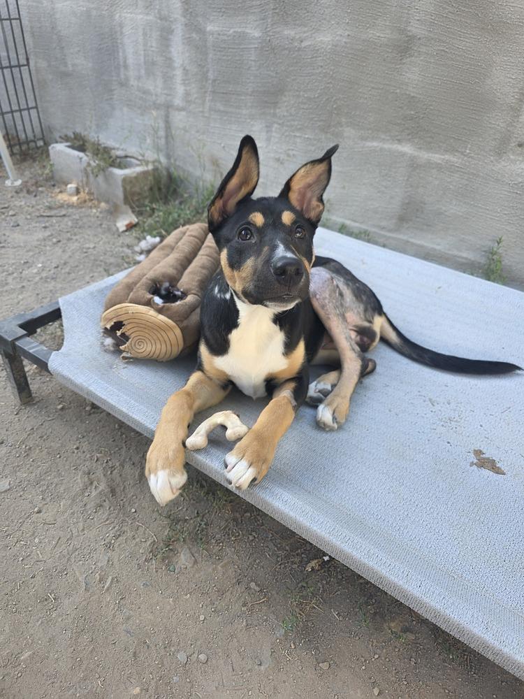 Okapi, a Adoptable mixed breed in Santa Rosa, CA image 3/6