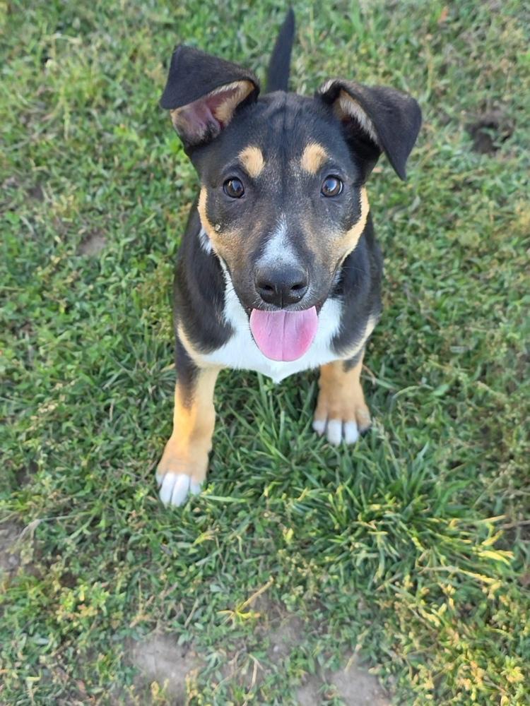 Okapi, a Adoptable mixed breed in Santa Rosa, CA image 2/4