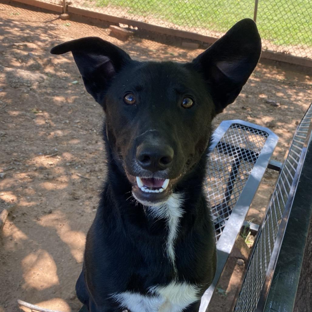Enlarge Leo, a Adoptable mixed breed in Stillwater, OK image 2/3