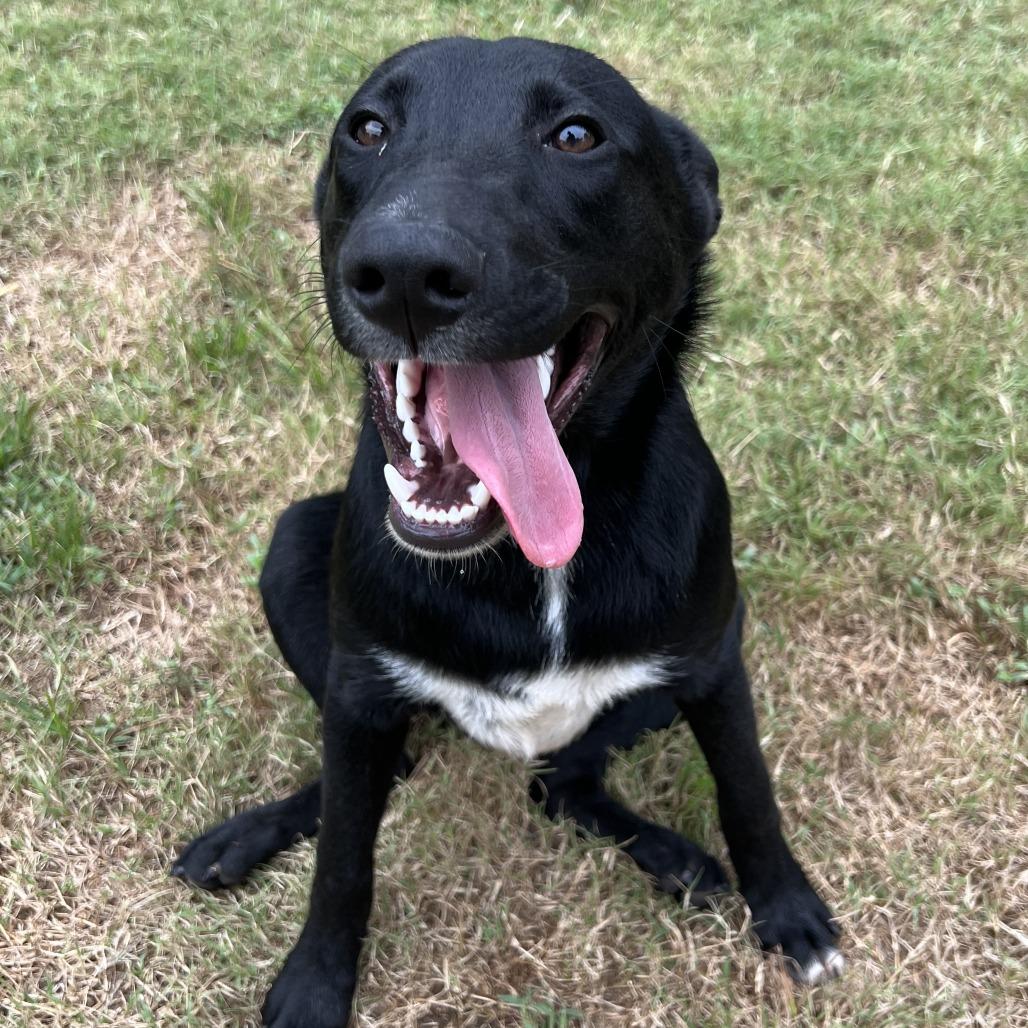Enlarge Leo, a Adoptable mixed breed in Stillwater, OK image 3/3