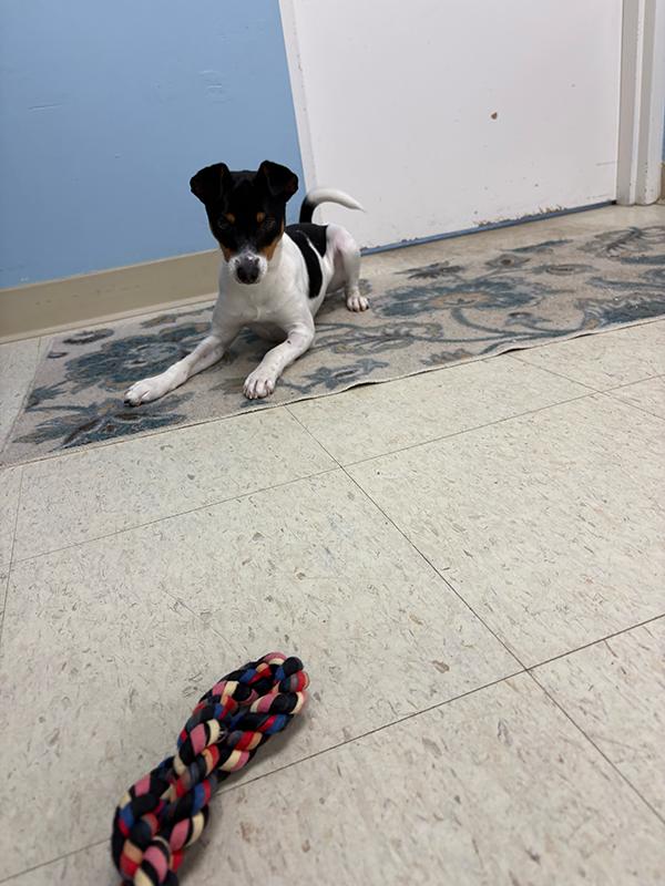 Enlarge Stewie, an adopted Jack Russell Terrier in Manistee, MI image 1/3