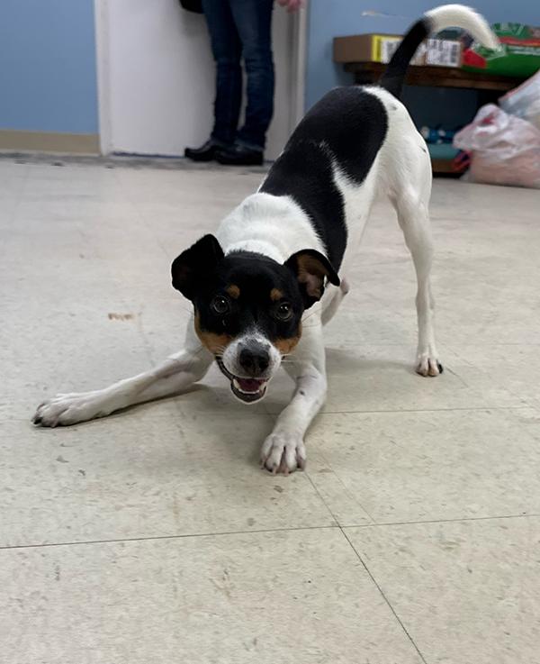 Enlarge Stewie, an adopted Jack Russell Terrier in Manistee, MI image 2/3