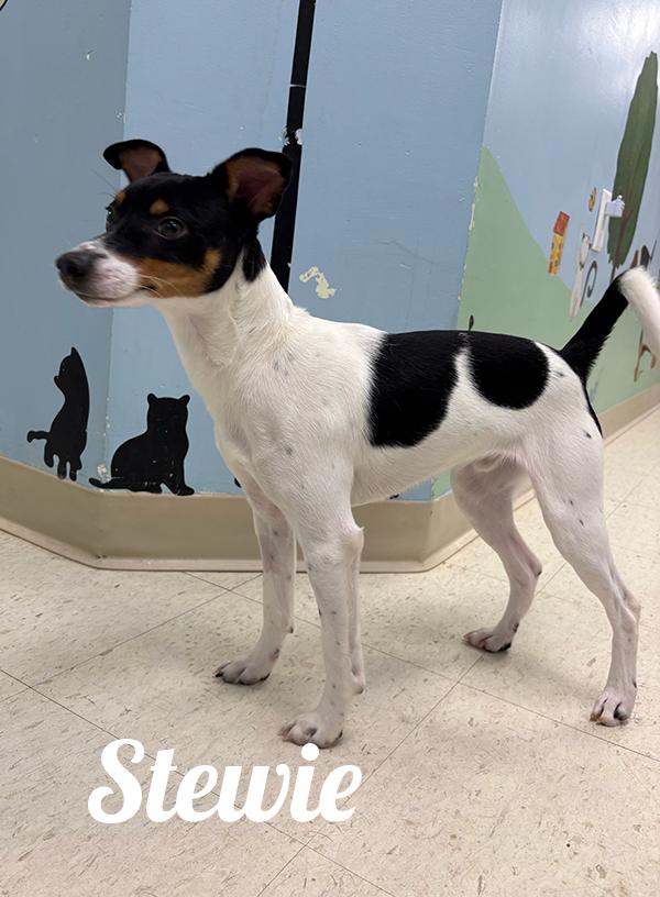 Enlarge Stewie, an adopted Jack Russell Terrier in Manistee, MI image 3/3