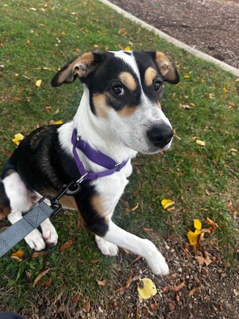 Nova