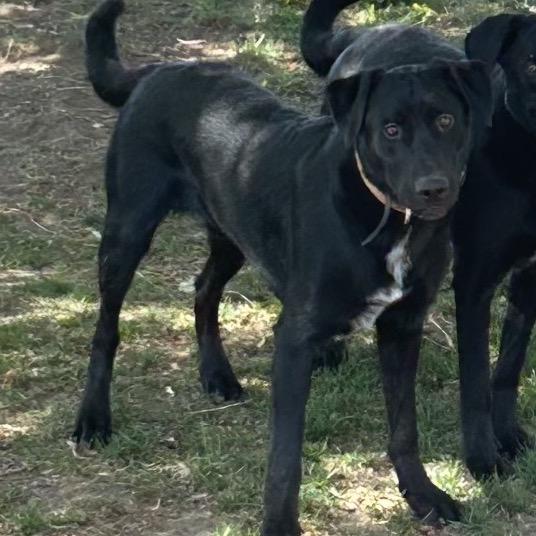 Rip, Adoptable, Adult Male Black Labrador Retriever & Mixed Breed.