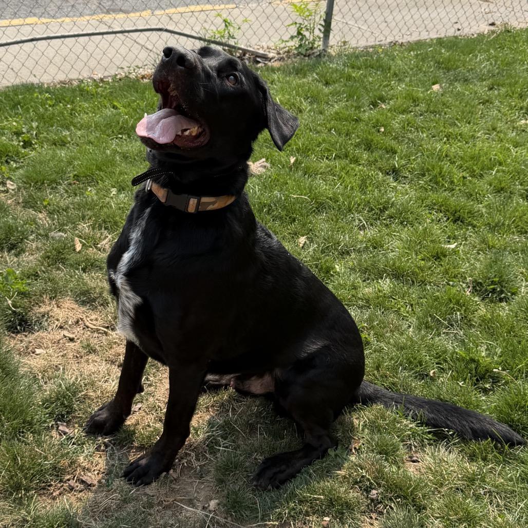 Enlarge Rip, a Adoptable mixed breed in Cashmere, WA image 2/2