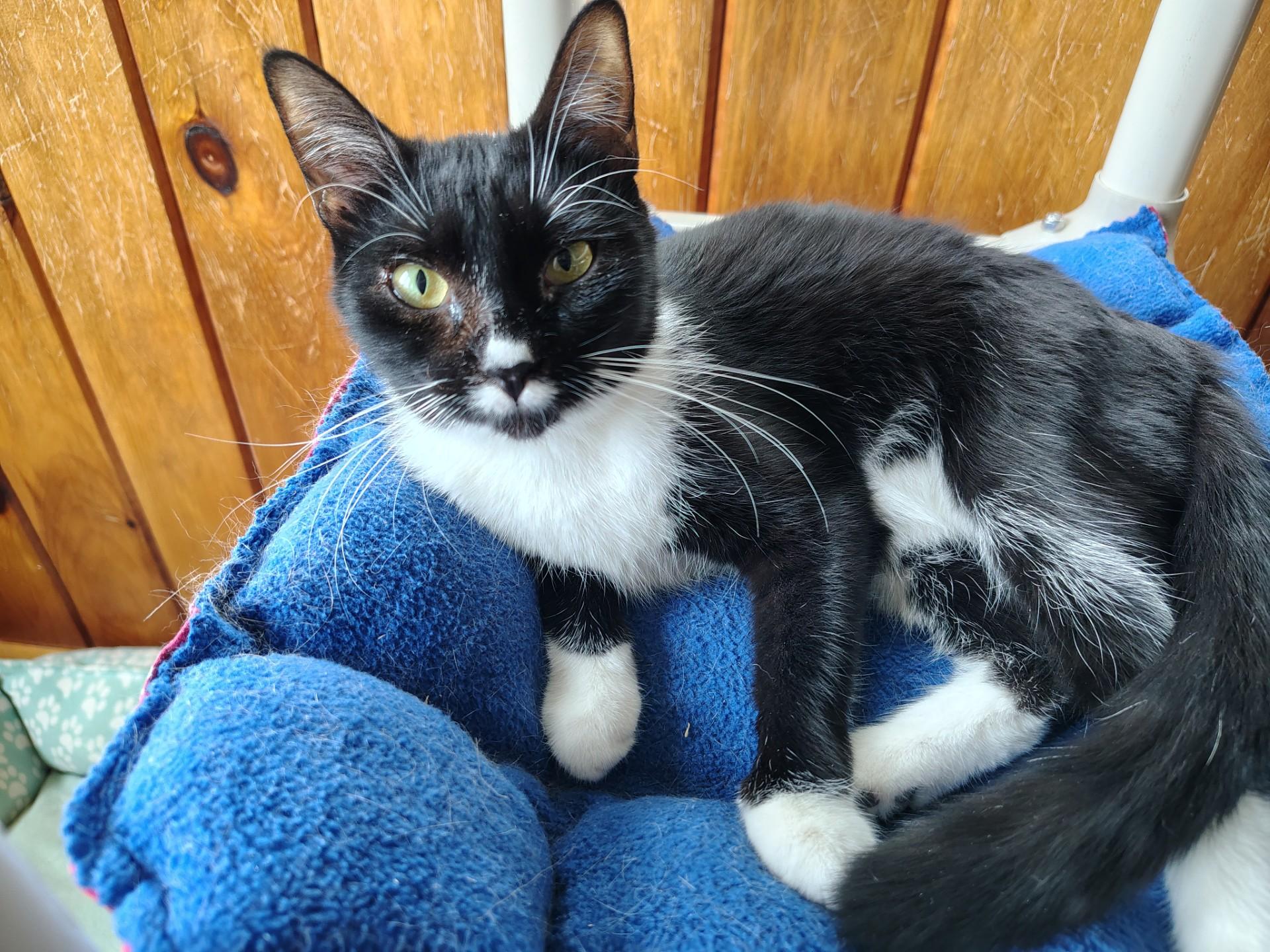 Boots, an adopted mixed breed in Montour Falls, NY image 2/3