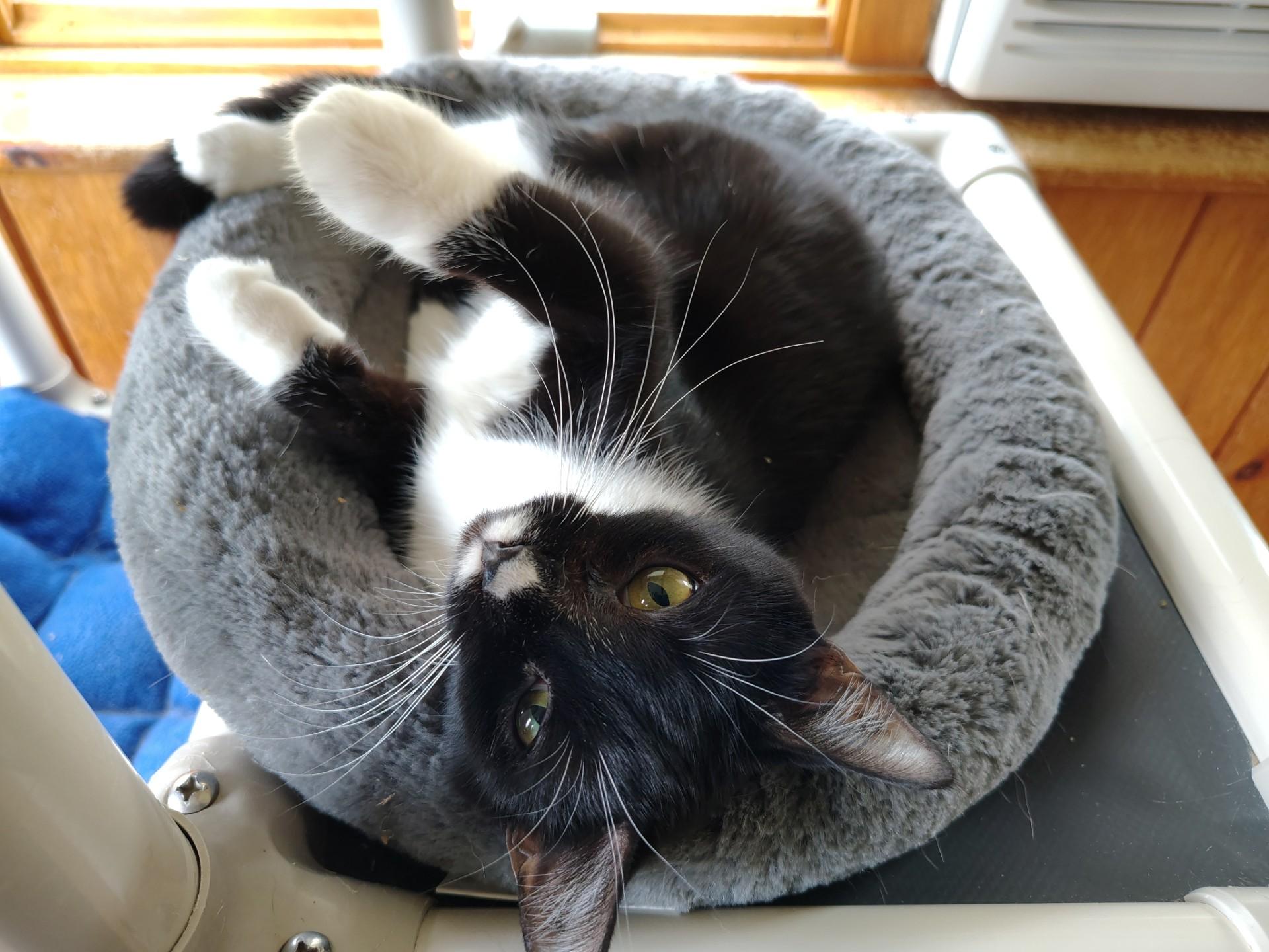 Boots, an adopted mixed breed in Montour Falls, NY image 1/3