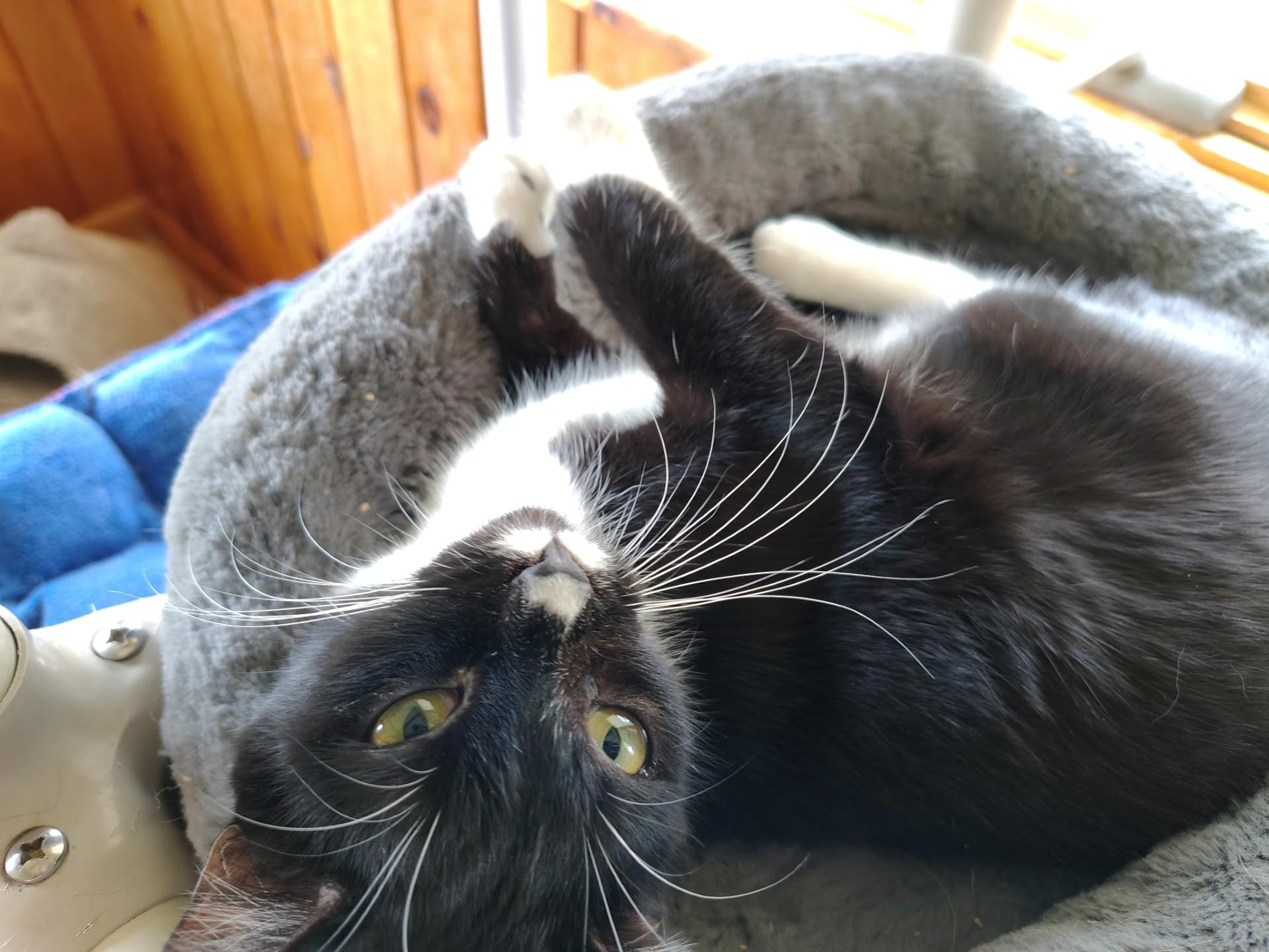 Boots, an adopted mixed breed in Montour Falls, NY image 3/3