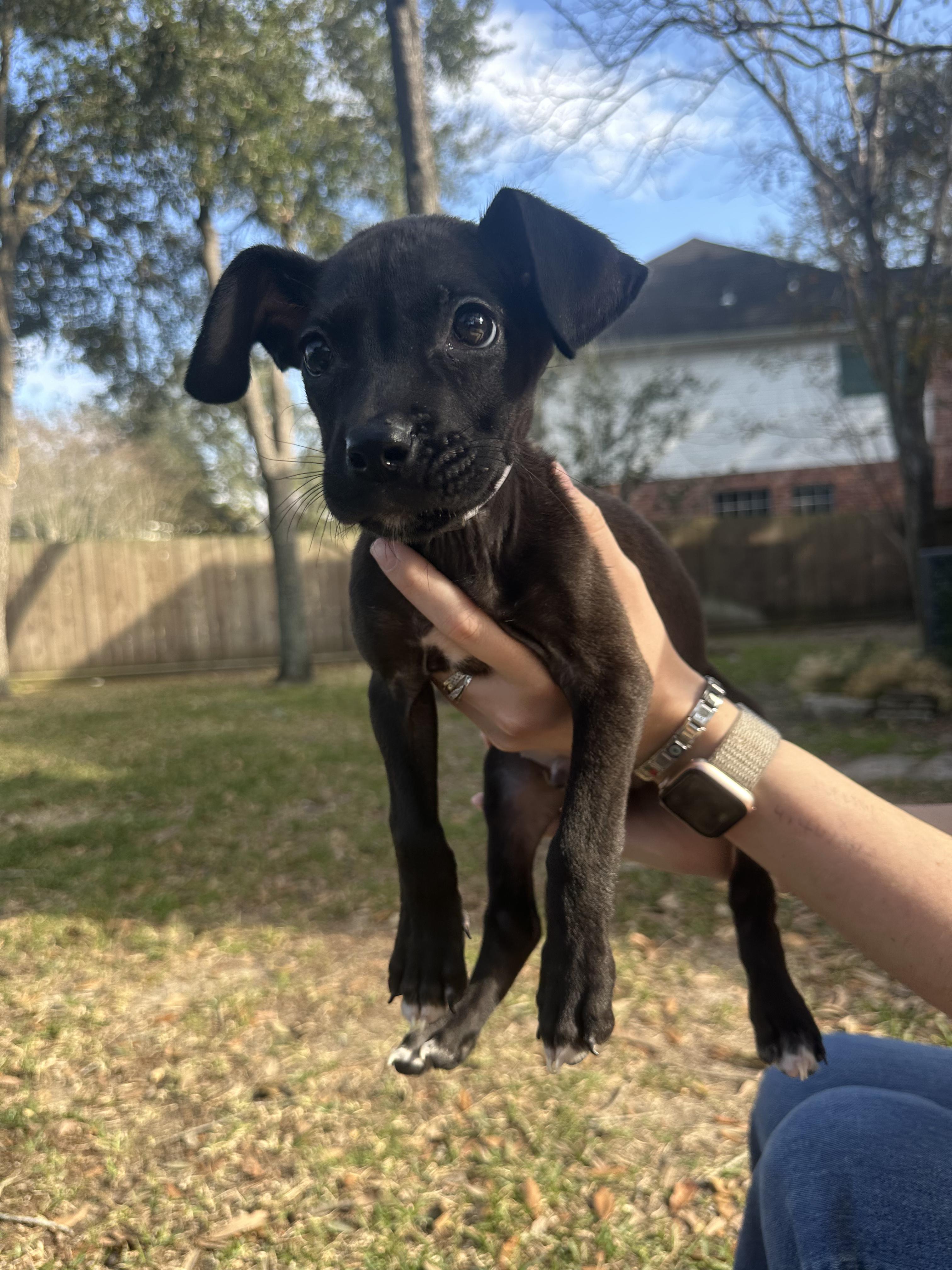 Enlarge Andrew, an adopted mixed breed in Commerce City, CO image 4/5