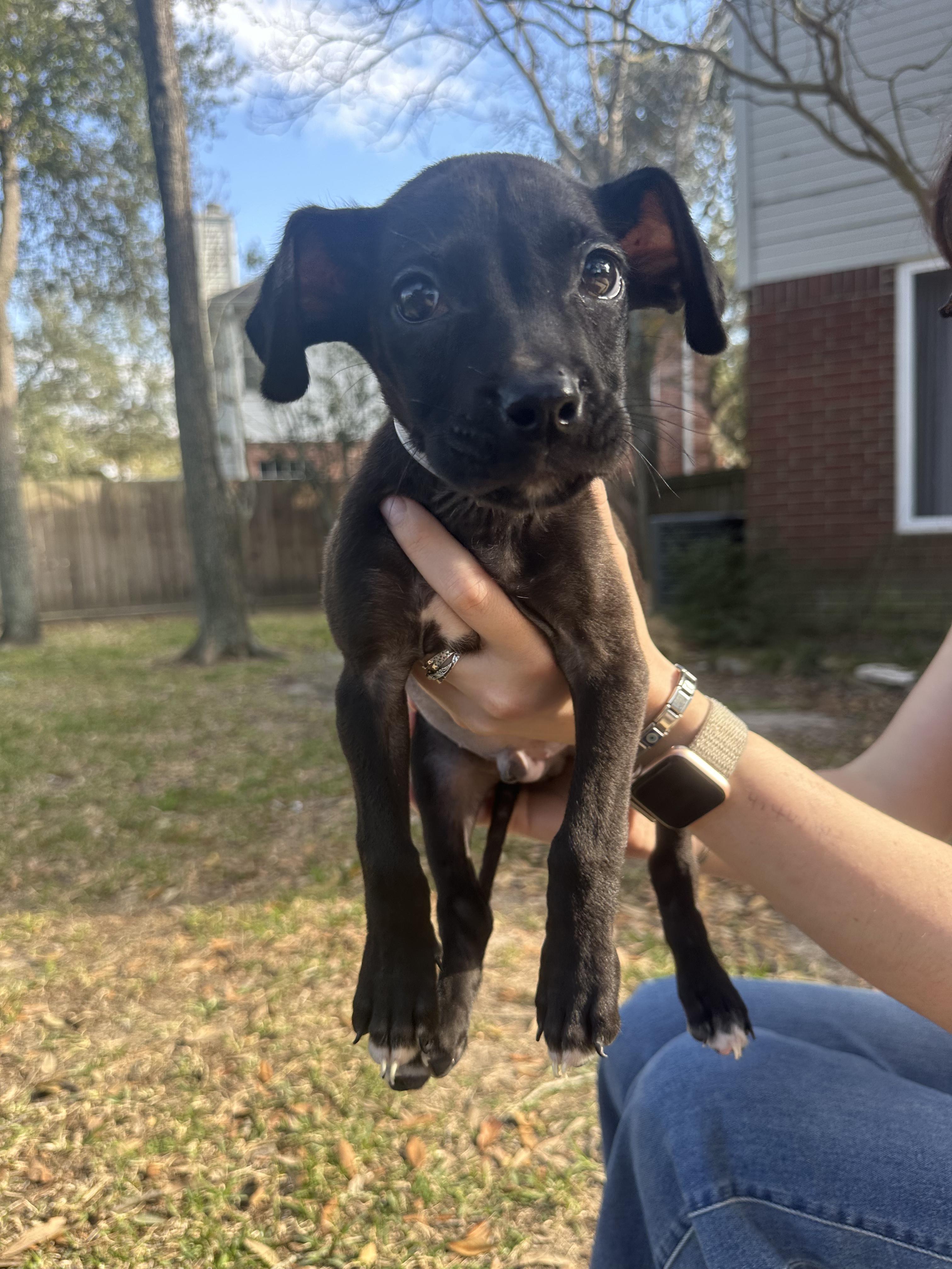 Andrew, adopted, Puppy Male Labrador Retriever.