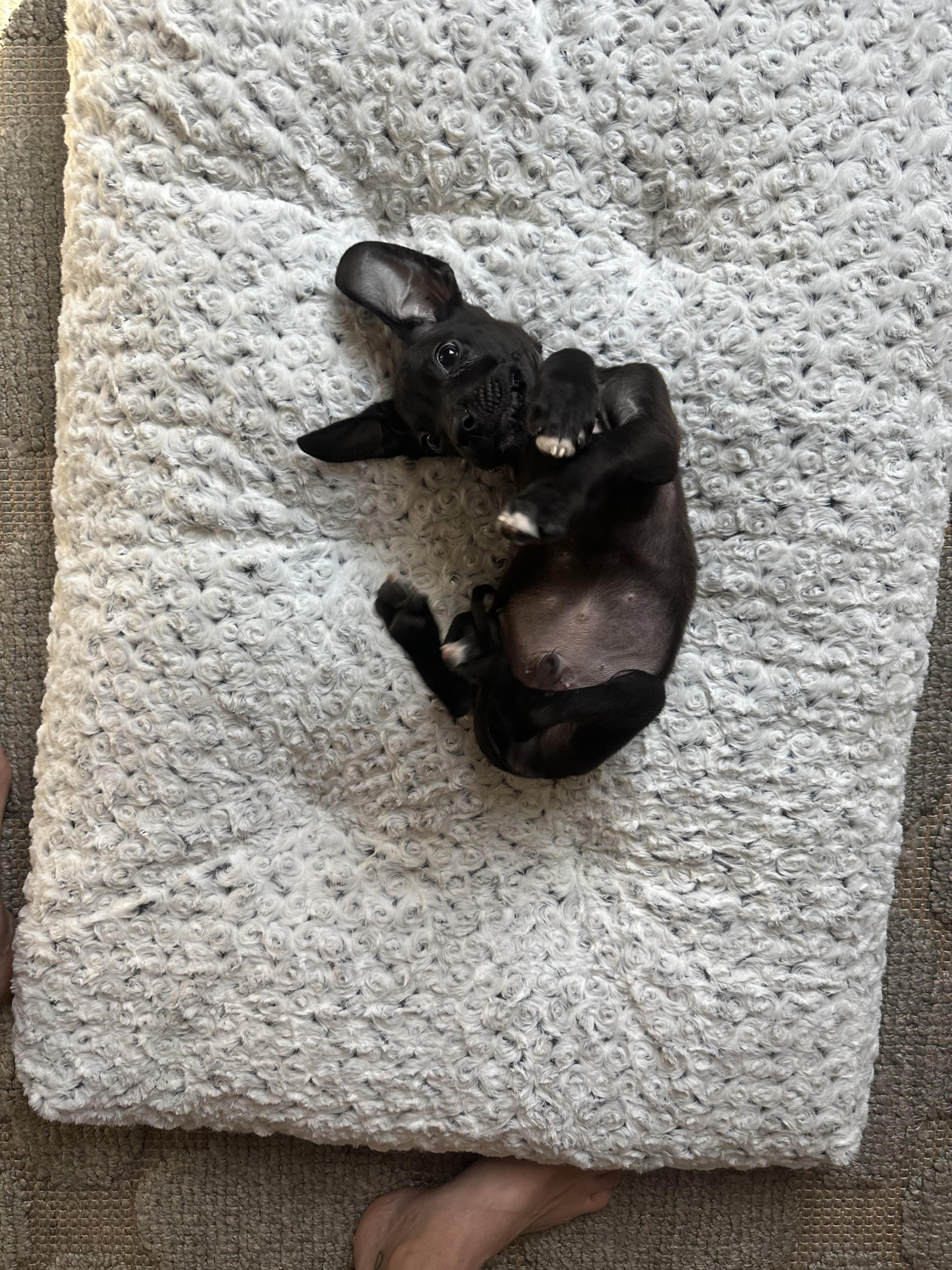 Enlarge Andrew, an adopted mixed breed in Commerce City, CO image 2/5