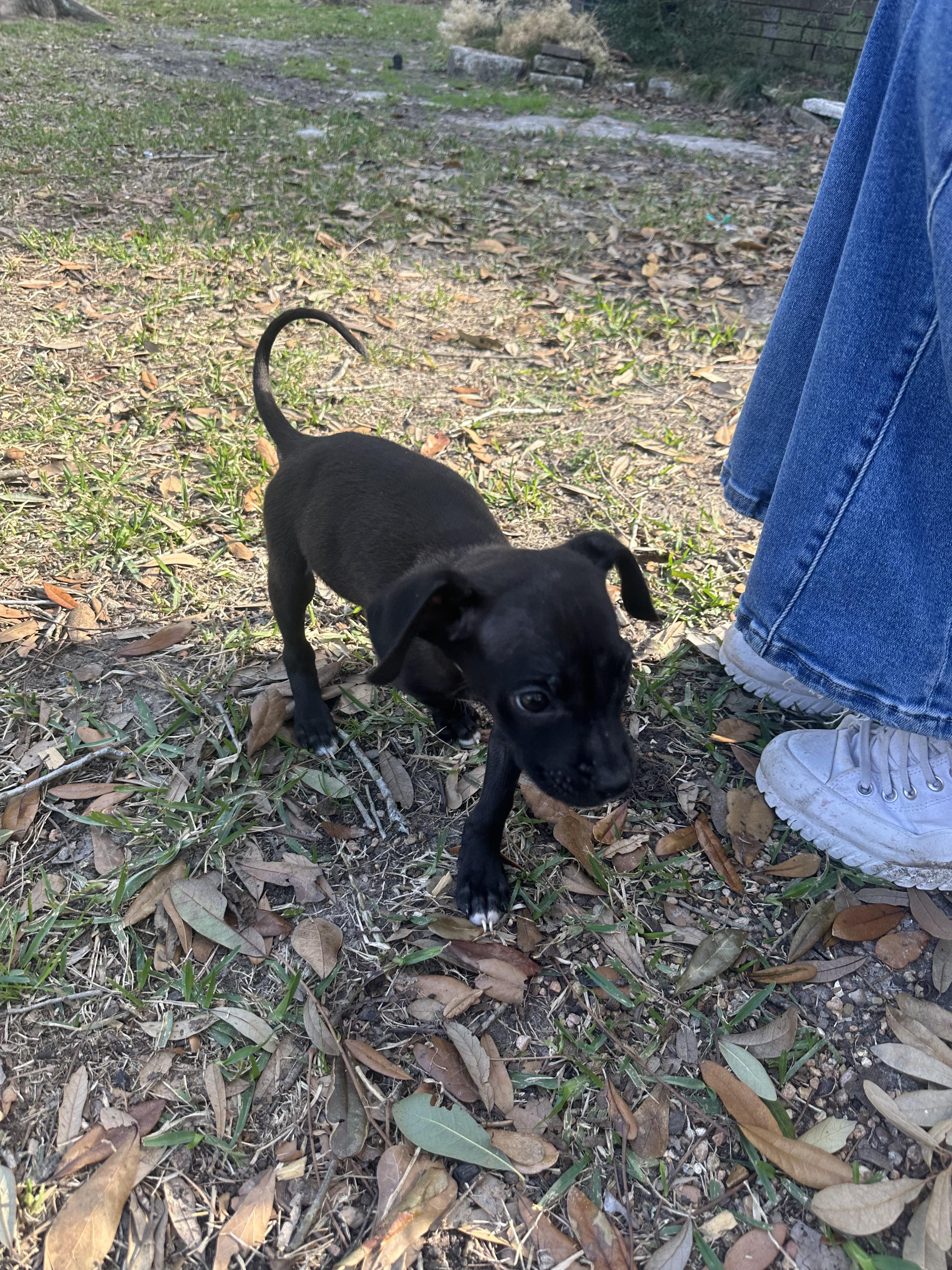 Enlarge Andrew, an adopted mixed breed in Commerce City, CO image 3/5