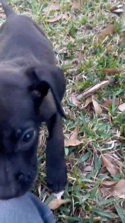 Enlarge Andrew, an adopted mixed breed in Commerce City, CO video 5/5