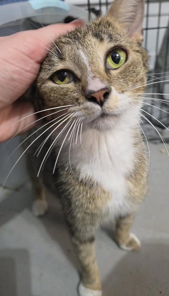 Enlarge Jewel, a Adoptable Domestic Short Hair in Virginia Beach, VA image 1/2