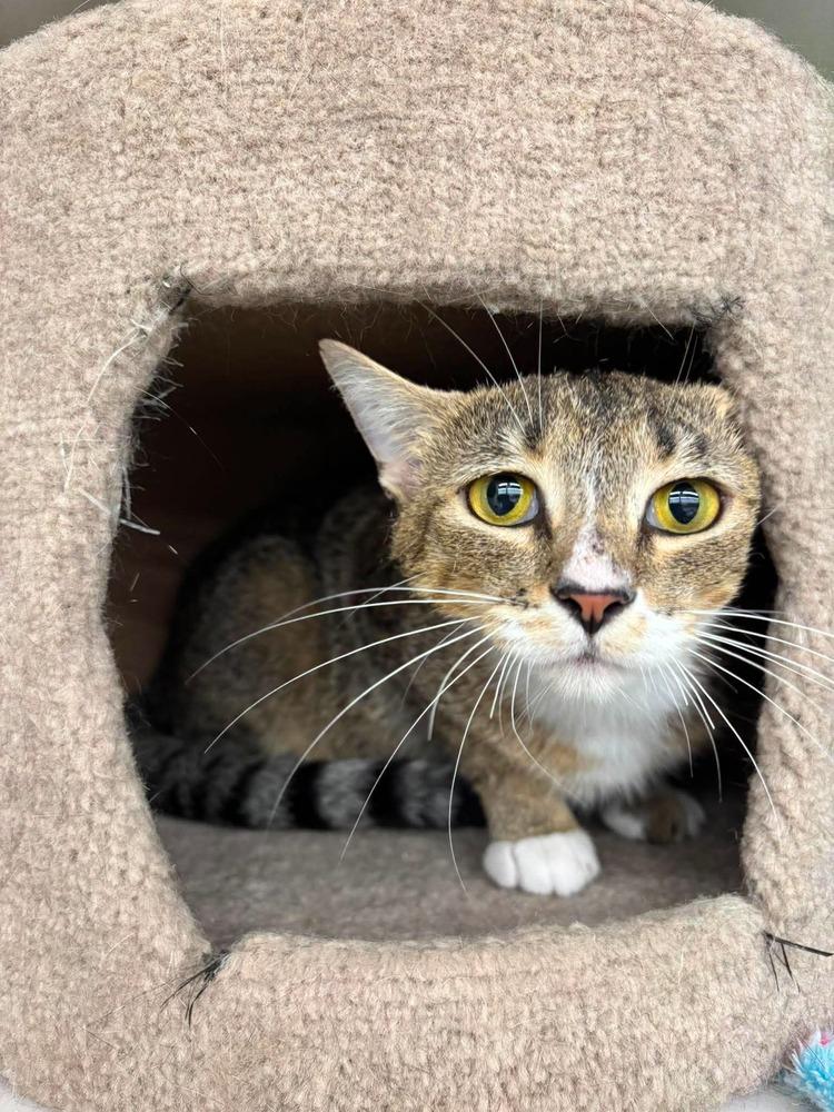 Enlarge Jewel, a Adoptable Domestic Short Hair in Virginia Beach, VA image 2/2