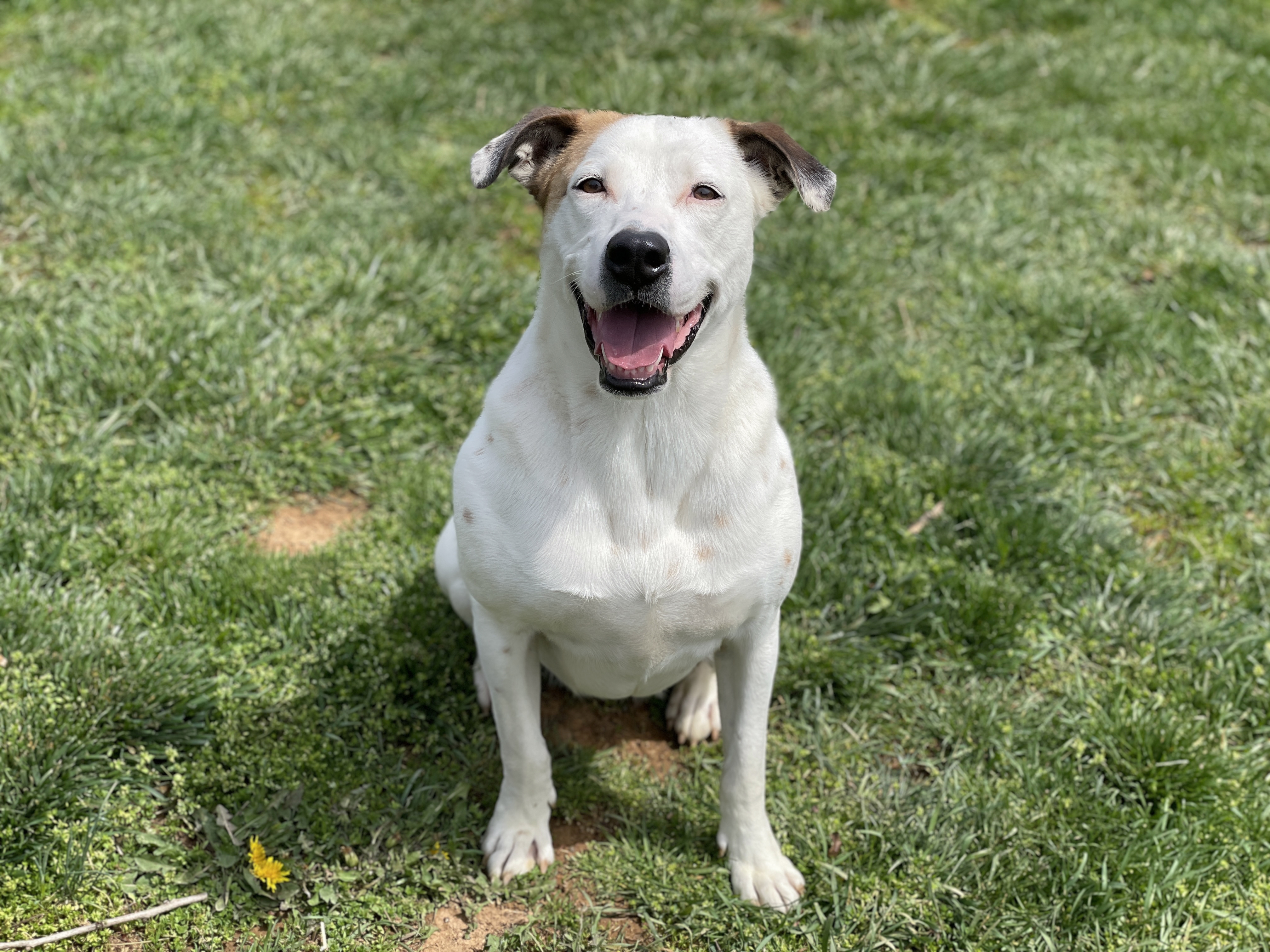 Julie, a Adoptable mixed breed in Charles Town, WV image 6/6