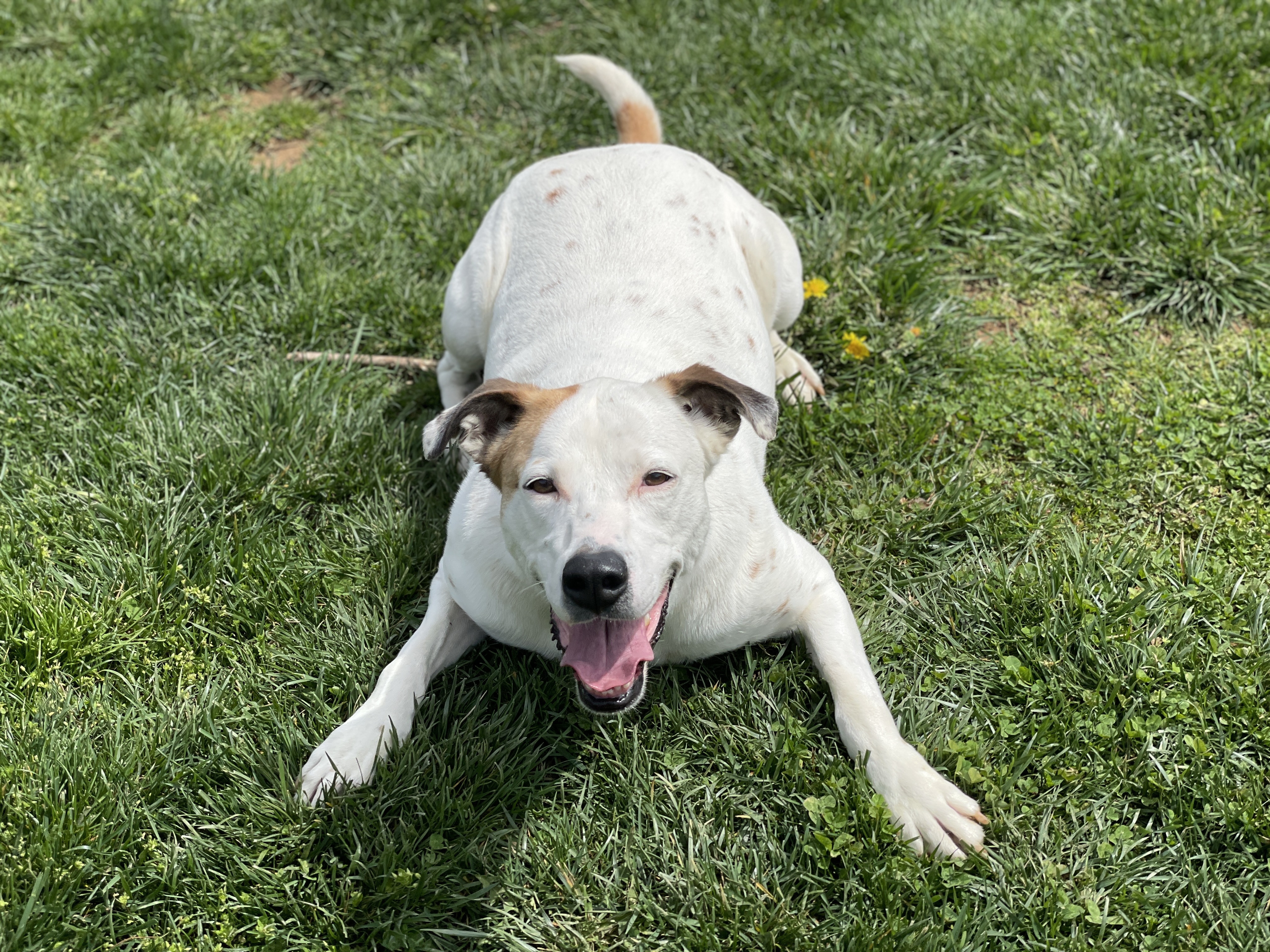 Julie, a Adoptable mixed breed in Charles Town, WV image 5/6