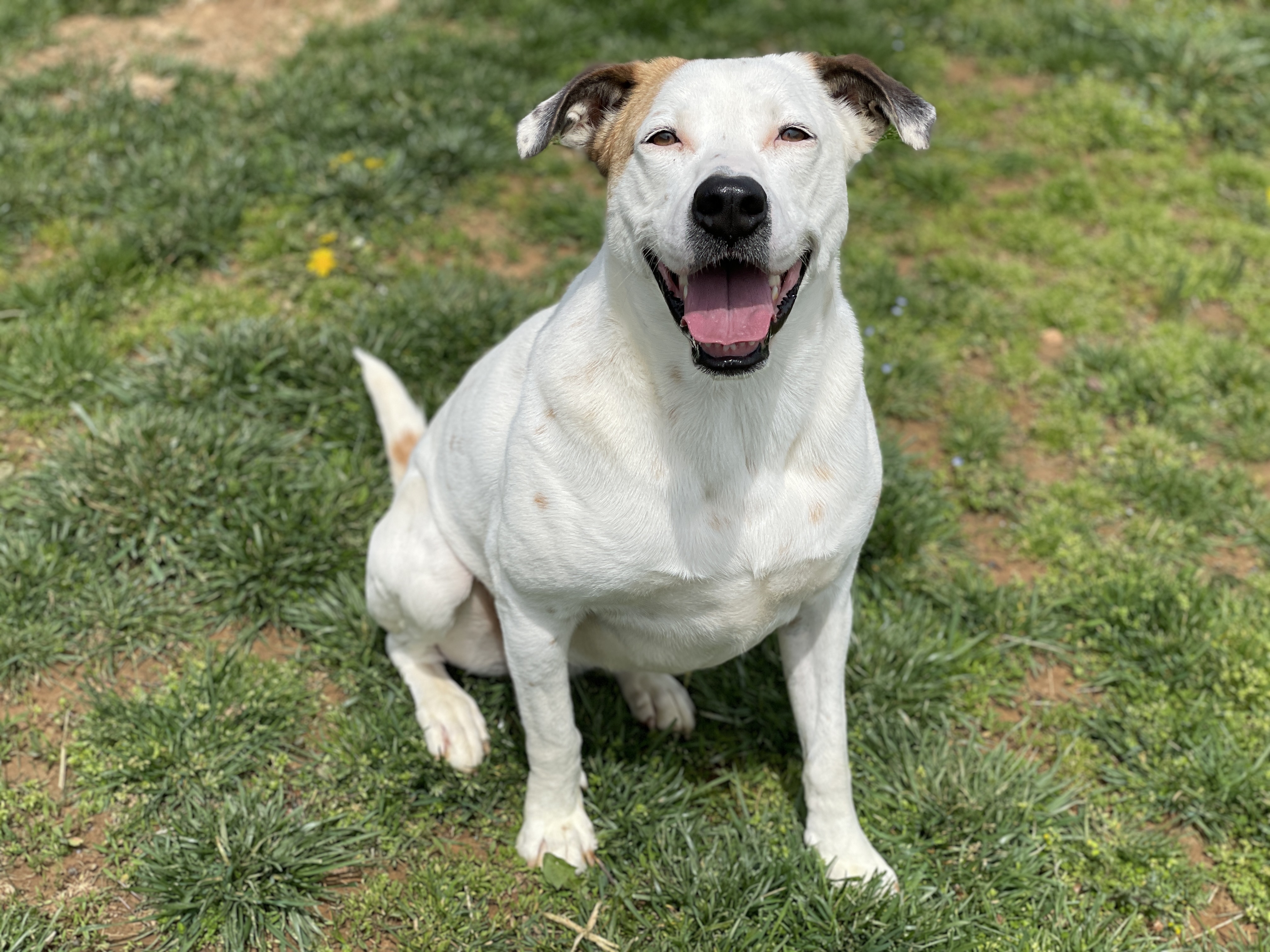 Julie, a Adoptable mixed breed in Charles Town, WV image 4/6