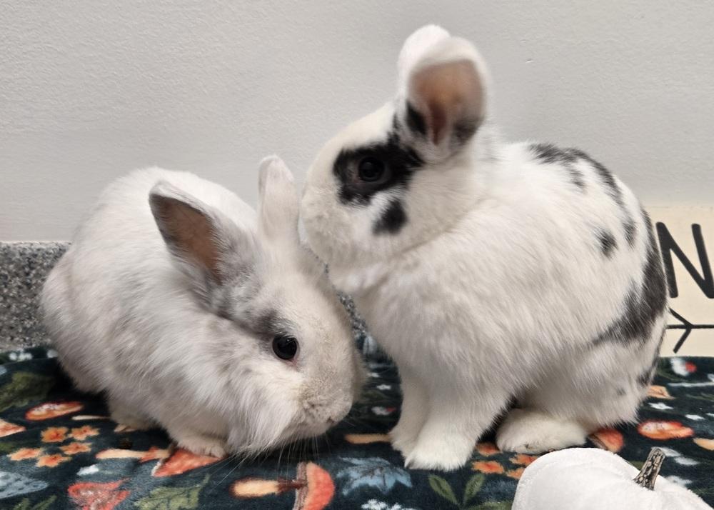Enlarge Tyler, a Adoptable Lionhead in Westford, MA image 2/6