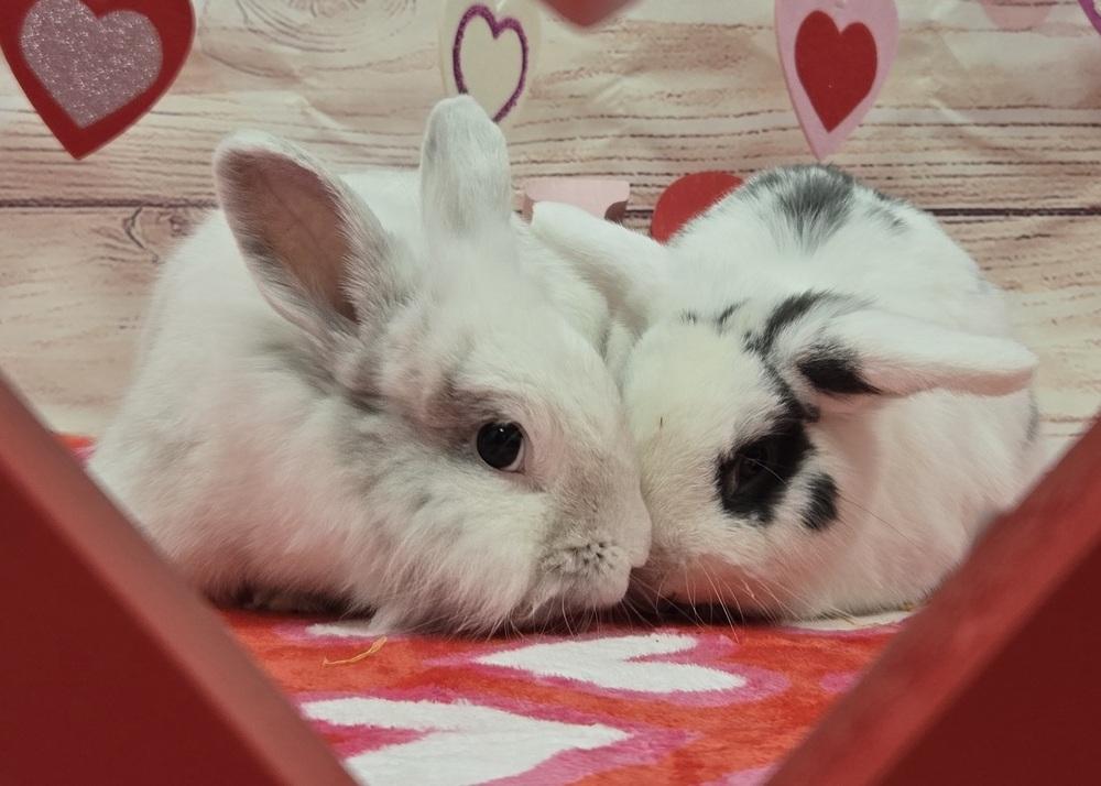 Enlarge Tyler, a Adoptable Lionhead in Westford, MA image 3/6