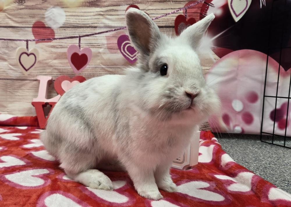 Enlarge Tyler, a Adoptable Lionhead in Westford, MA image 4/6