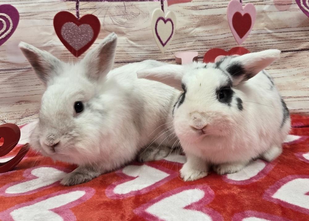 Enlarge Tyler, a Adoptable Lionhead in Westford, MA image 5/6