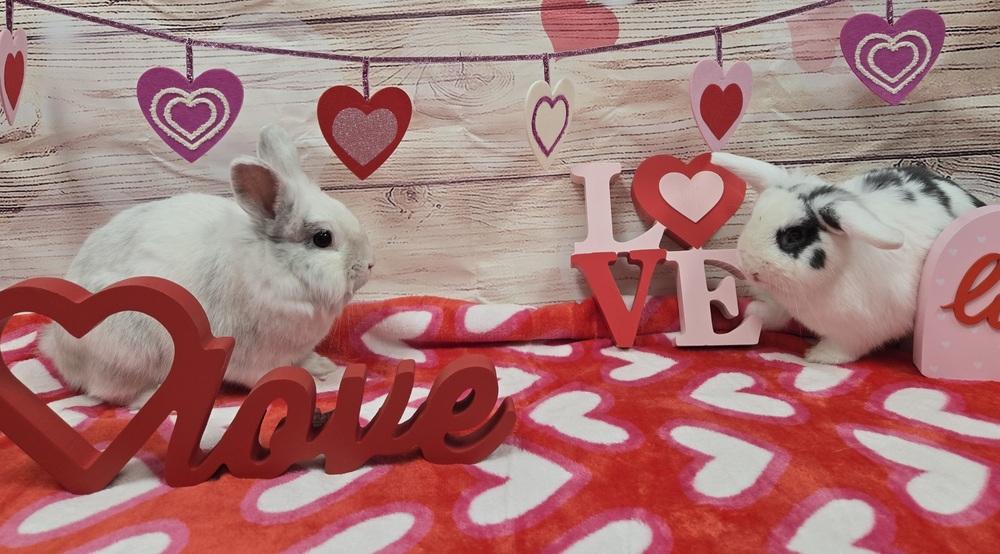 Enlarge Tyler, a Adoptable Lionhead in Westford, MA image 6/6