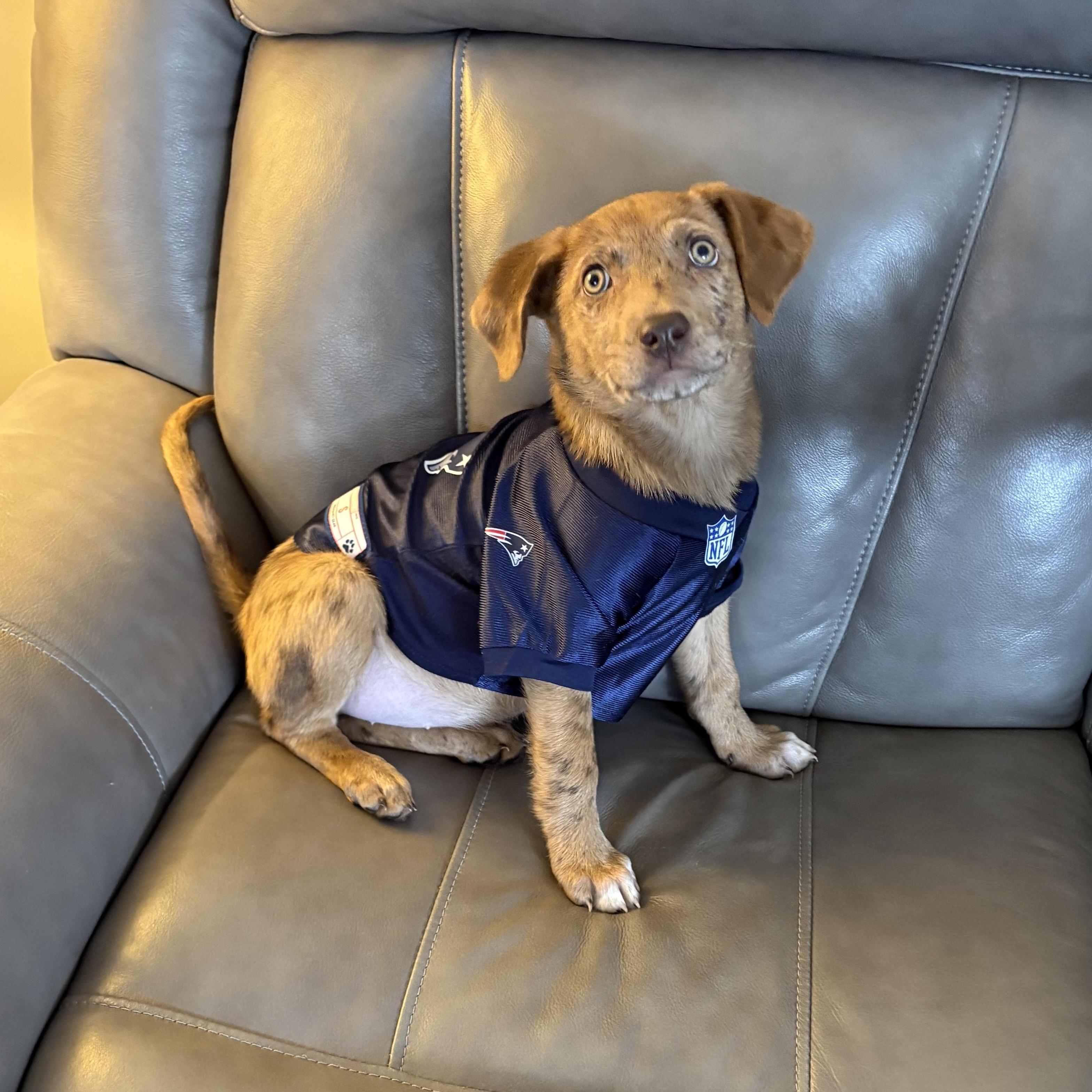 Enlarge Winnie, a ADOPTABLE mixed breed in Sudbury, MA image 1/2