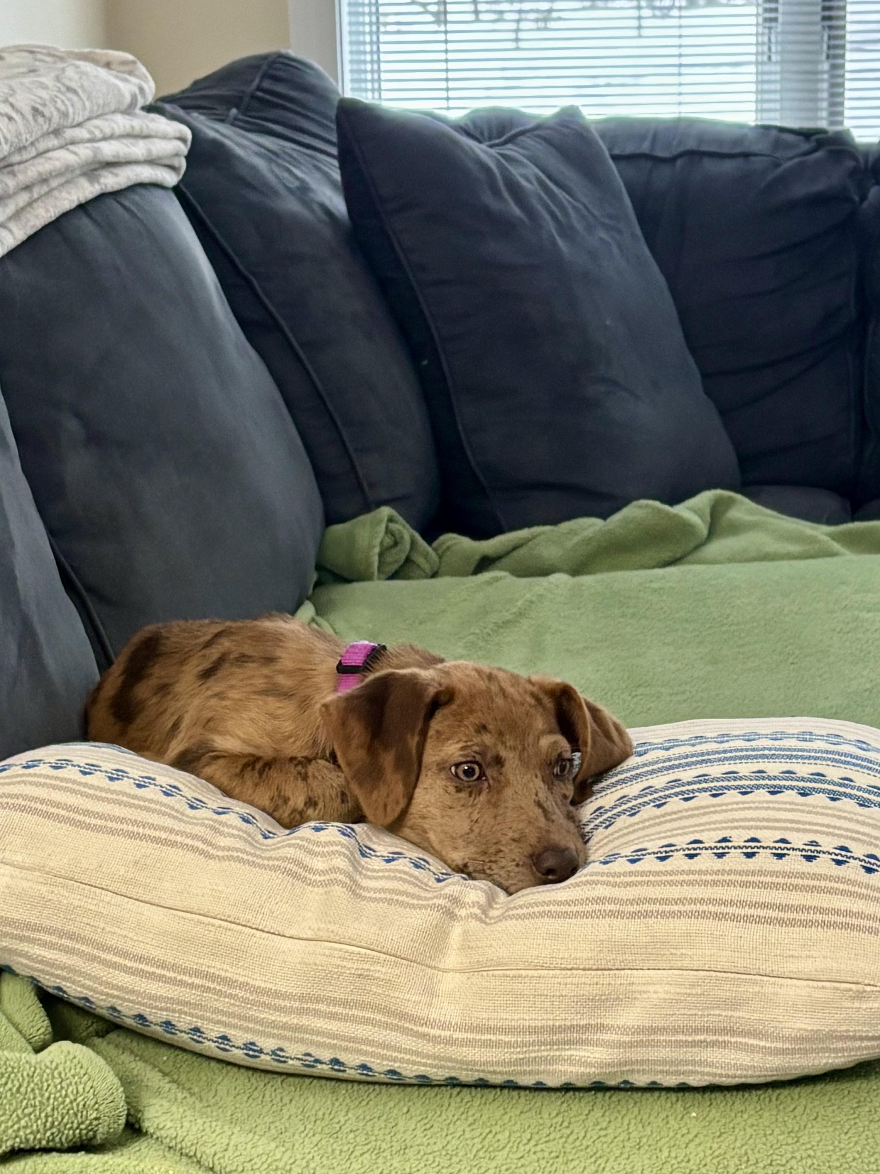 Winnie, an adopted mixed breed in Sudbury, MA image 2/5