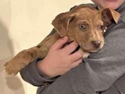 Enlarge Winnie, a ADOPTABLE mixed breed in Sudbury, MA image 2/2