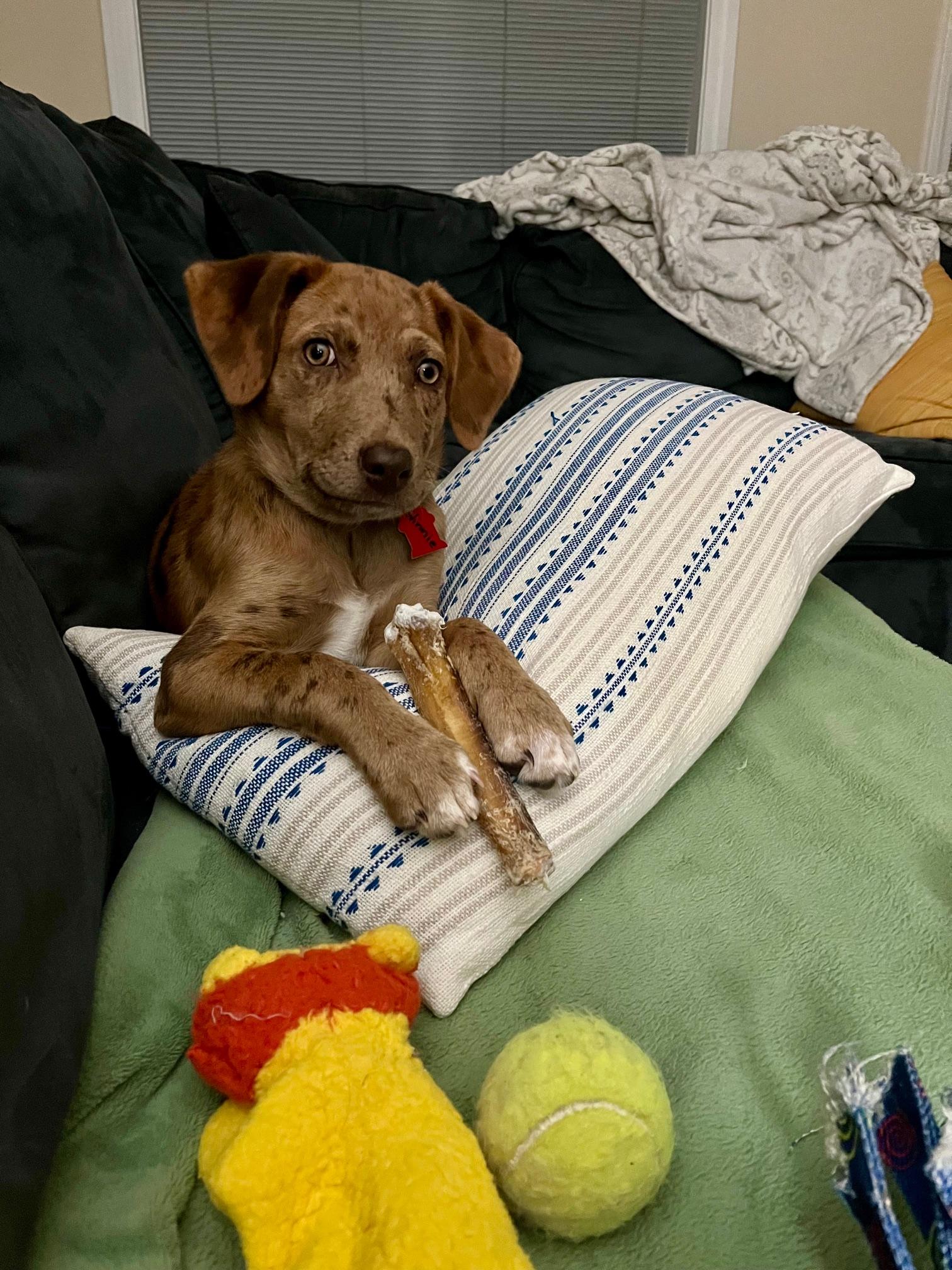 Winnie, an adopted mixed breed in Sudbury, MA image 5/5