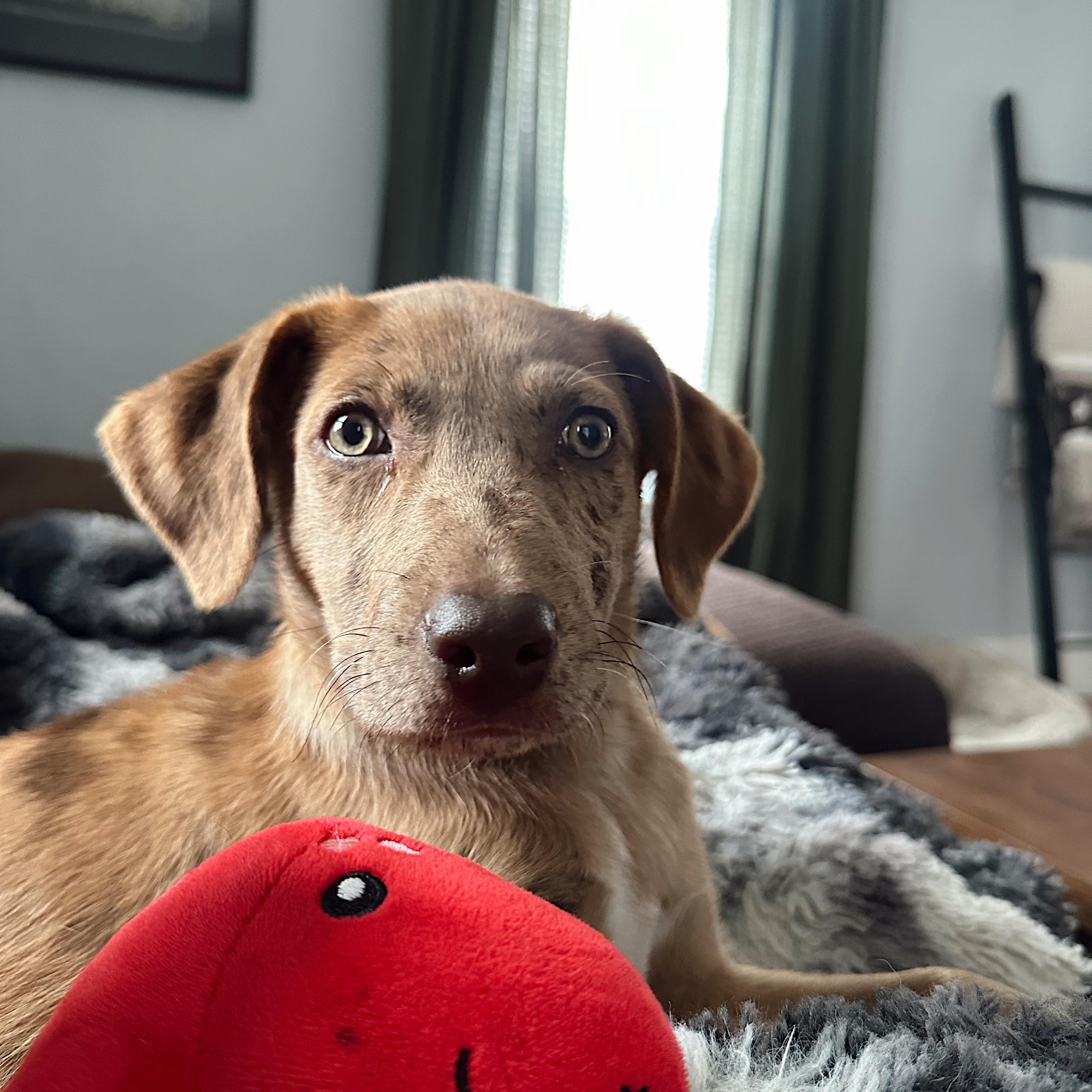 Winnie, ADOPTABLE, Puppy Female Australian Shepherd & Catahoula Leopard Dog.