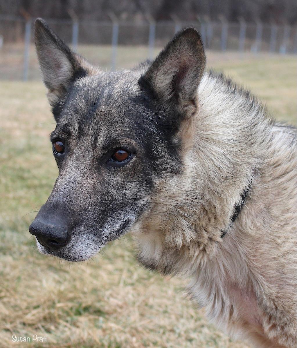 Billy Bob, ADOPTABLE, Senior Male German Shepherd Dog.
