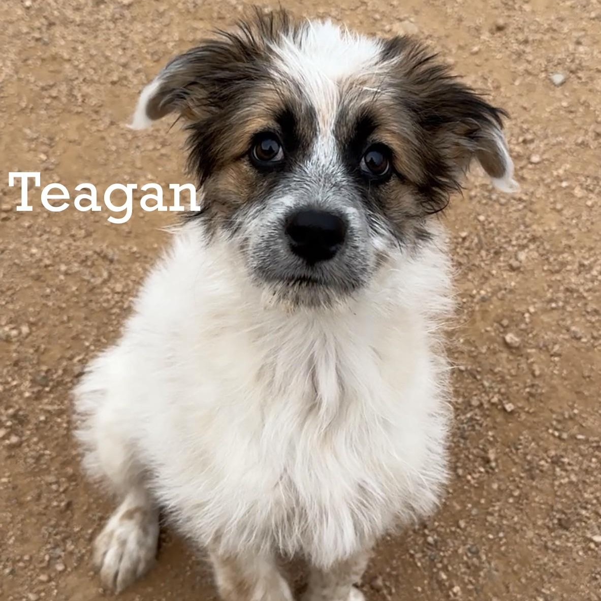 Teagan, a ADOPTABLE mixed breed in Goodyear, AZ image 1/6