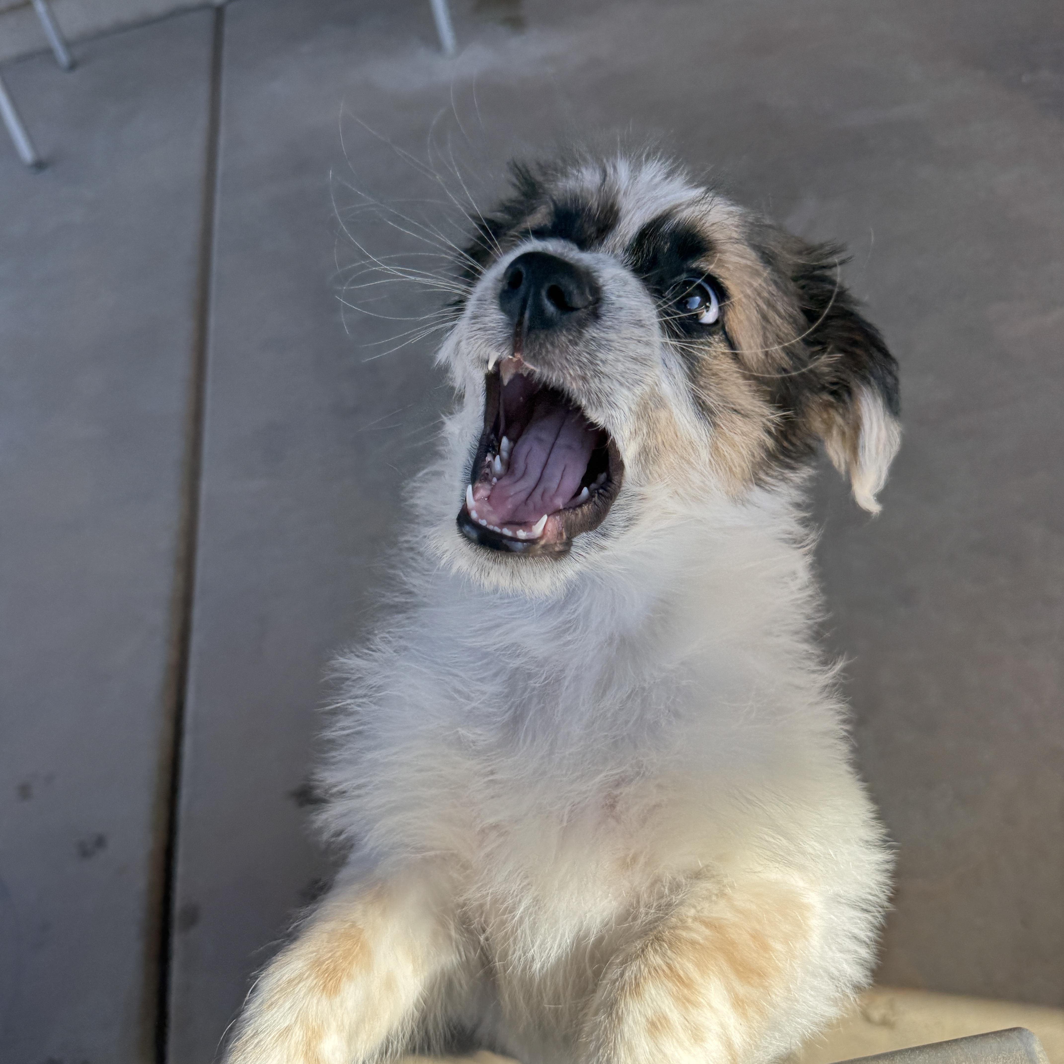 Teagan, a ADOPTABLE mixed breed in Goodyear, AZ image 4/6