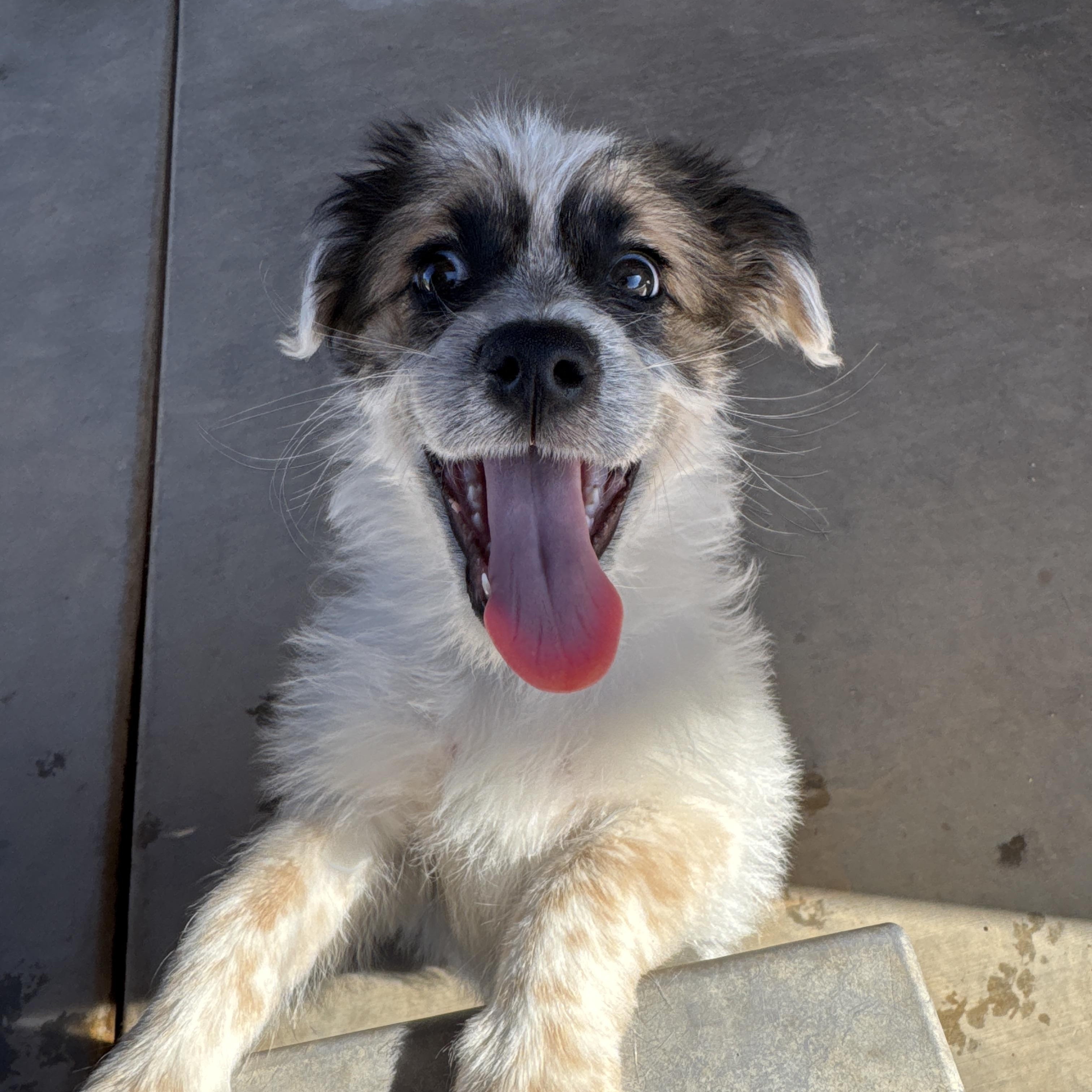 Teagan, a ADOPTABLE mixed breed in Goodyear, AZ image 6/6