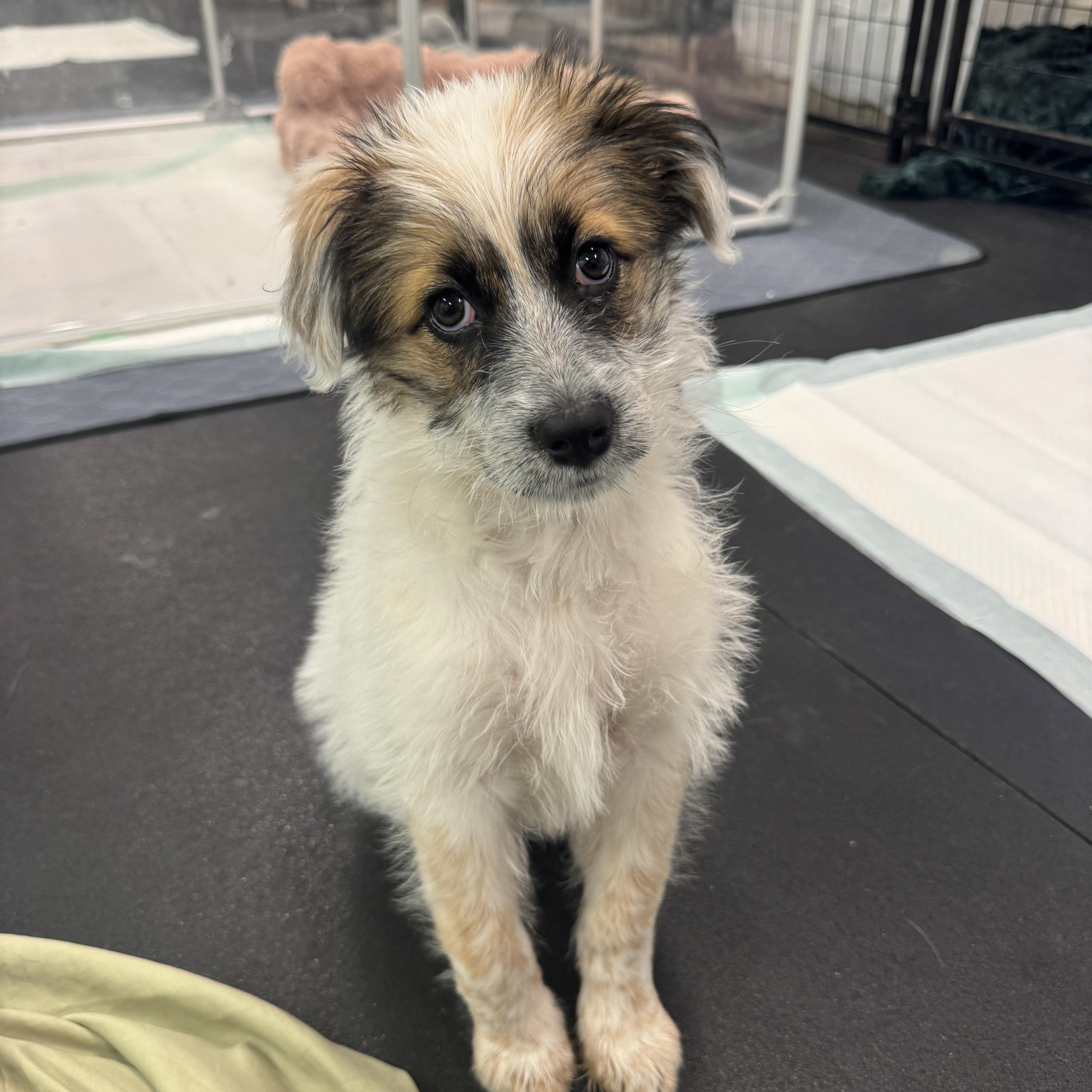 Teagan, a ADOPTABLE mixed breed in Goodyear, AZ image 2/6