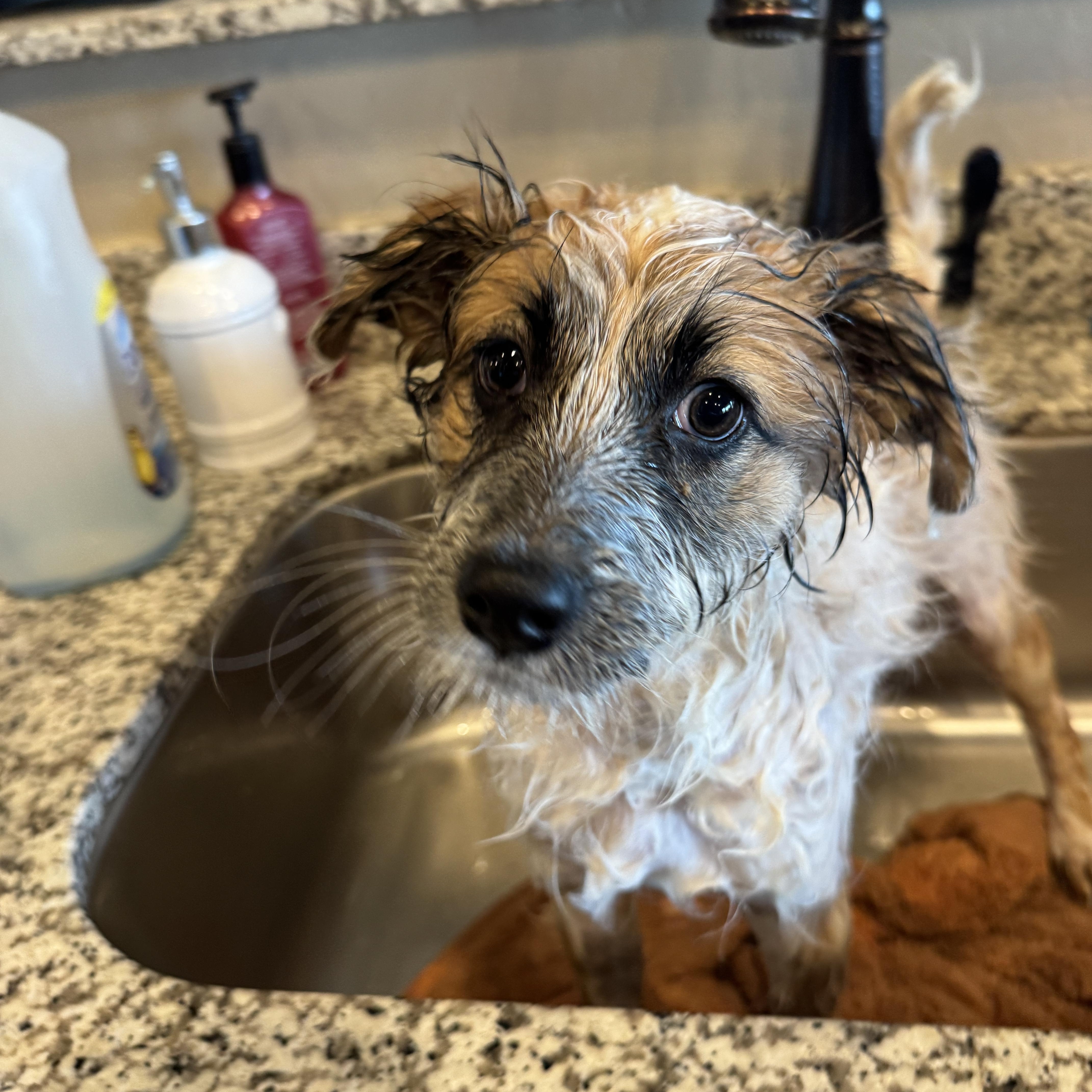 Teagan, a ADOPTABLE mixed breed in Goodyear, AZ image 5/6