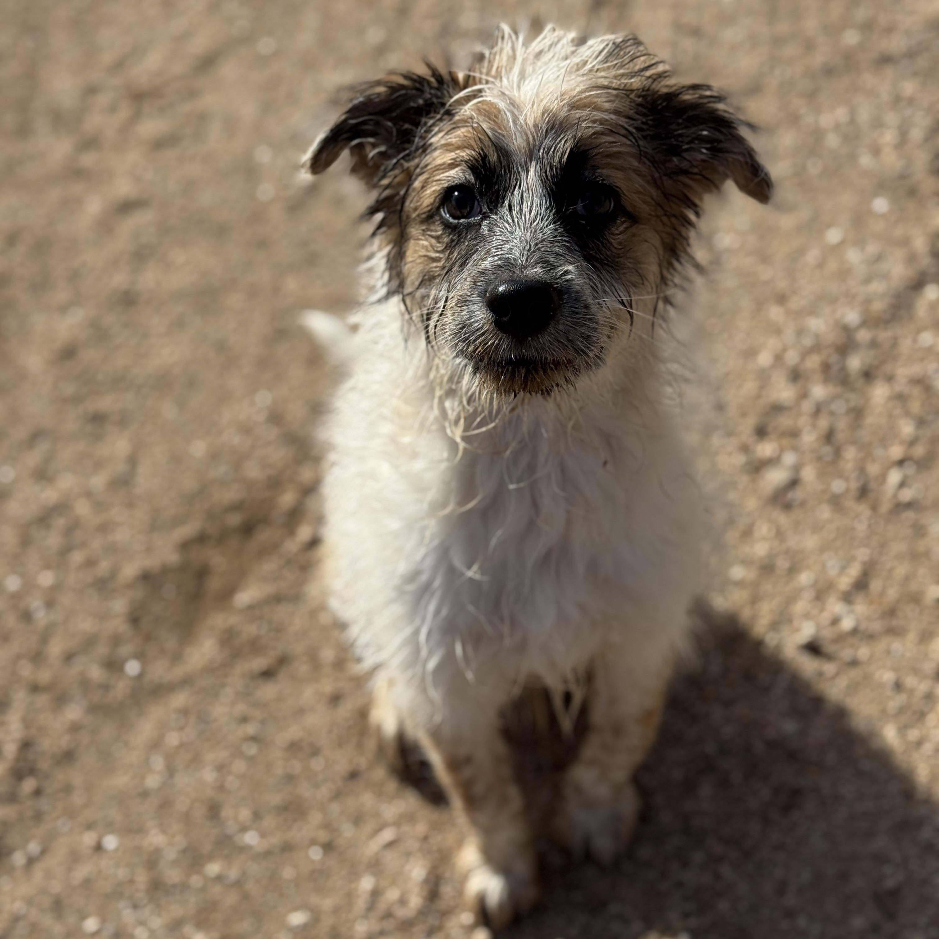 Teagan, a ADOPTABLE mixed breed in Goodyear, AZ image 3/6