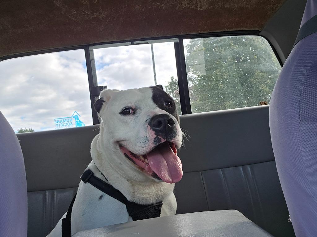 Enlarge Graham, a Adoptable mixed breed in Sandusky, OH image 2/5