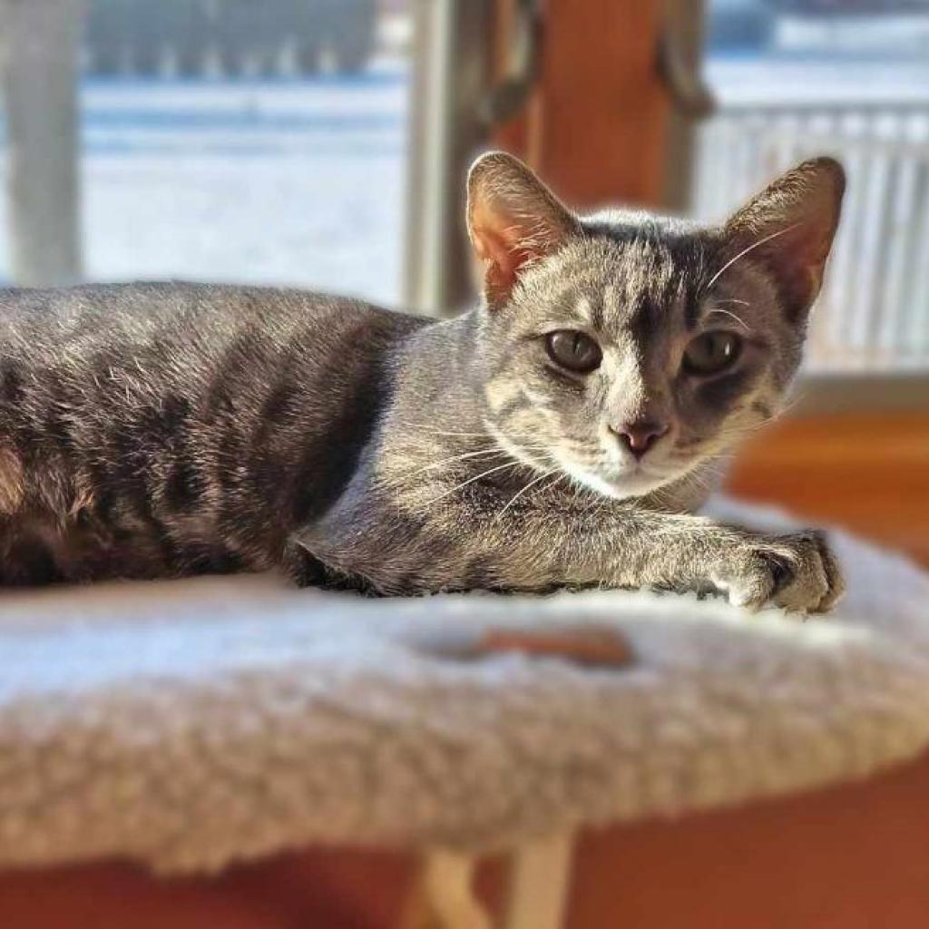 Enlarge Tabbie, a Adoptable Domestic Short Hair in Zimmerman, MN image 1/5