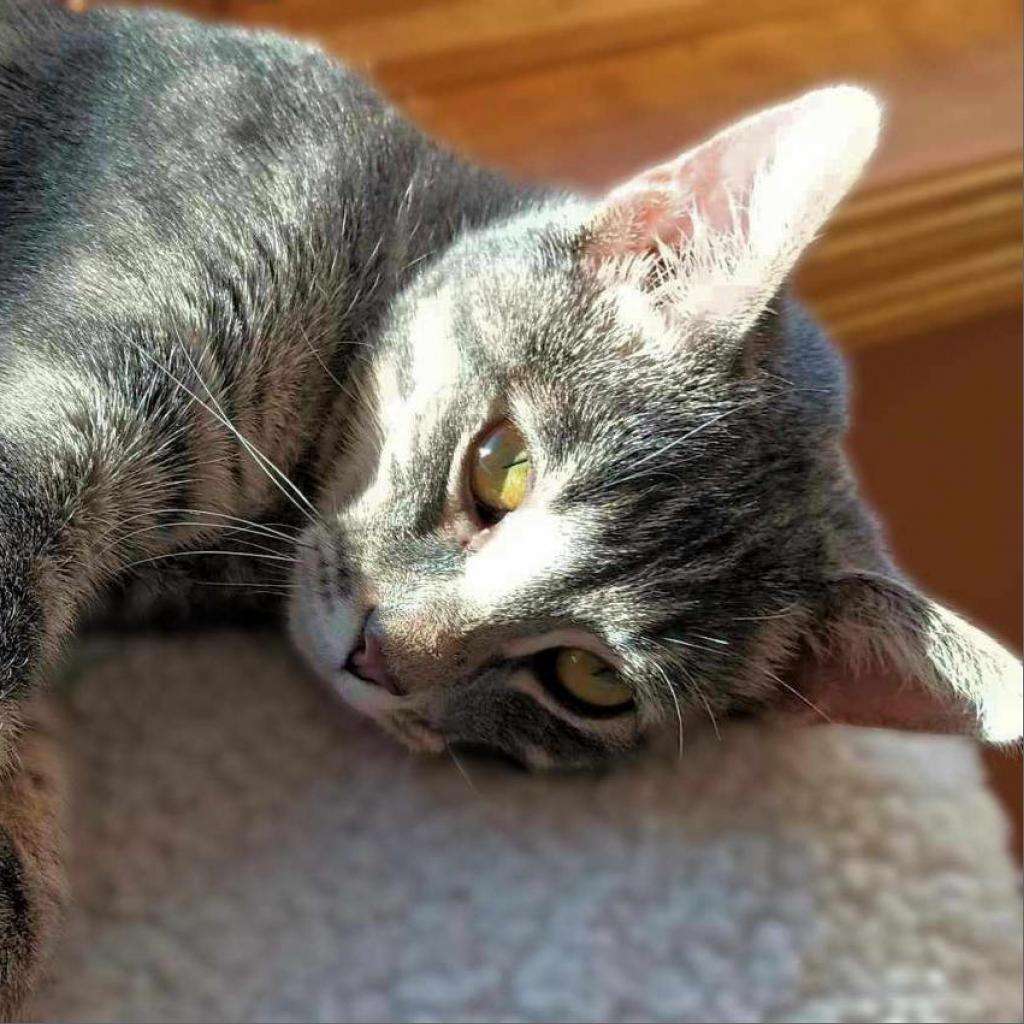 Enlarge Tabbie, a Adoptable Domestic Short Hair in Zimmerman, MN image 2/5