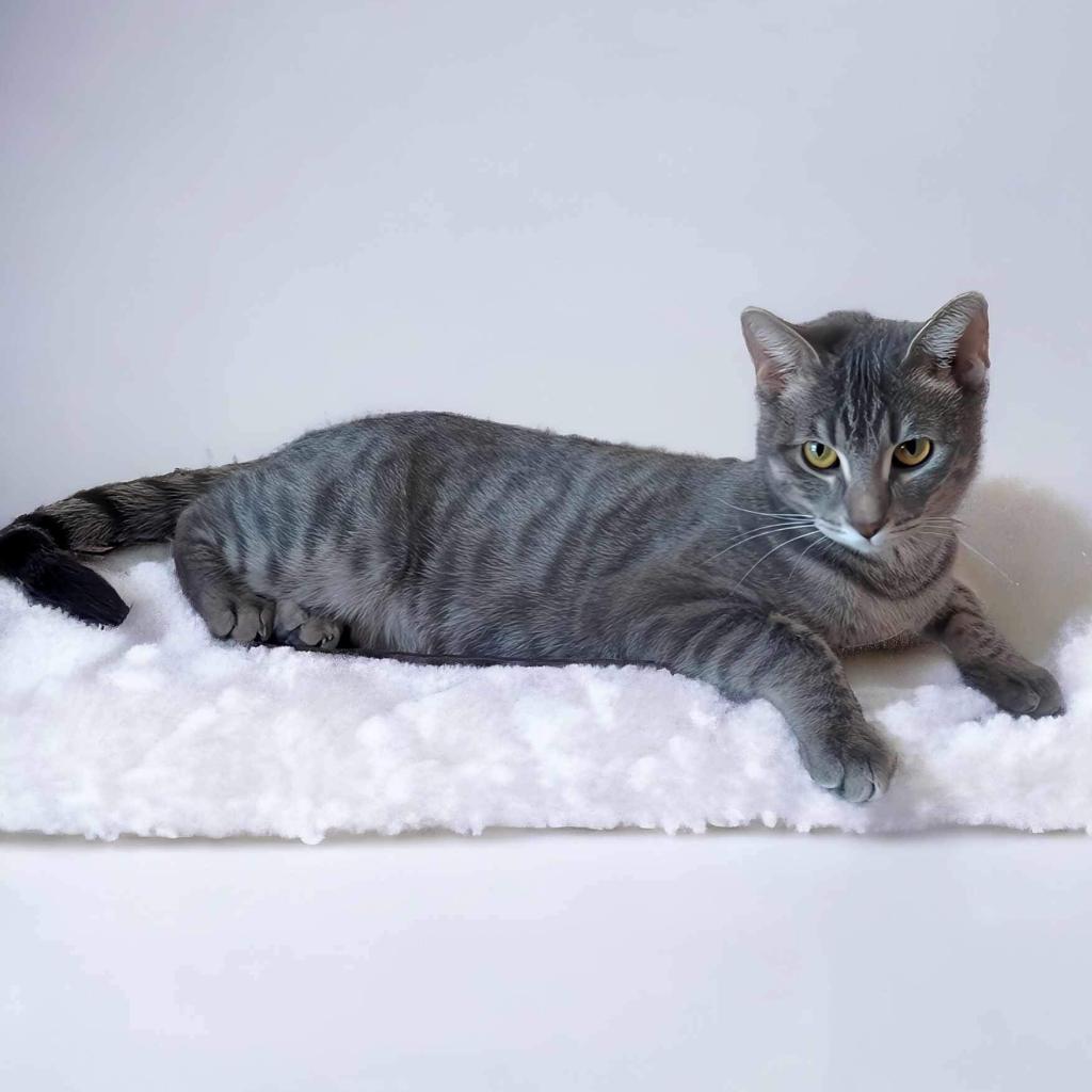 Enlarge Tabbie, a Adoptable Domestic Short Hair in Zimmerman, MN image 3/5