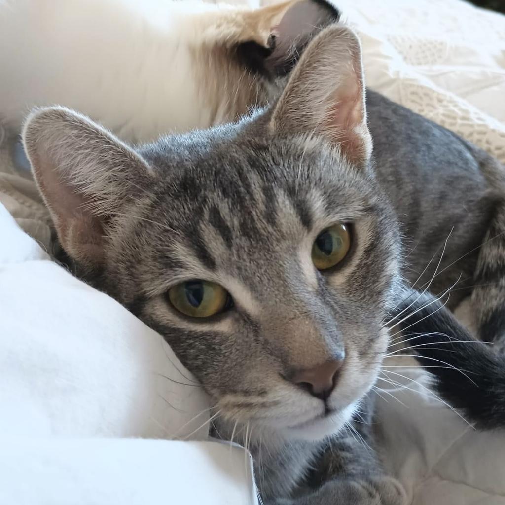 Enlarge Tabbie, a Adoptable Domestic Short Hair in Zimmerman, MN image 4/5