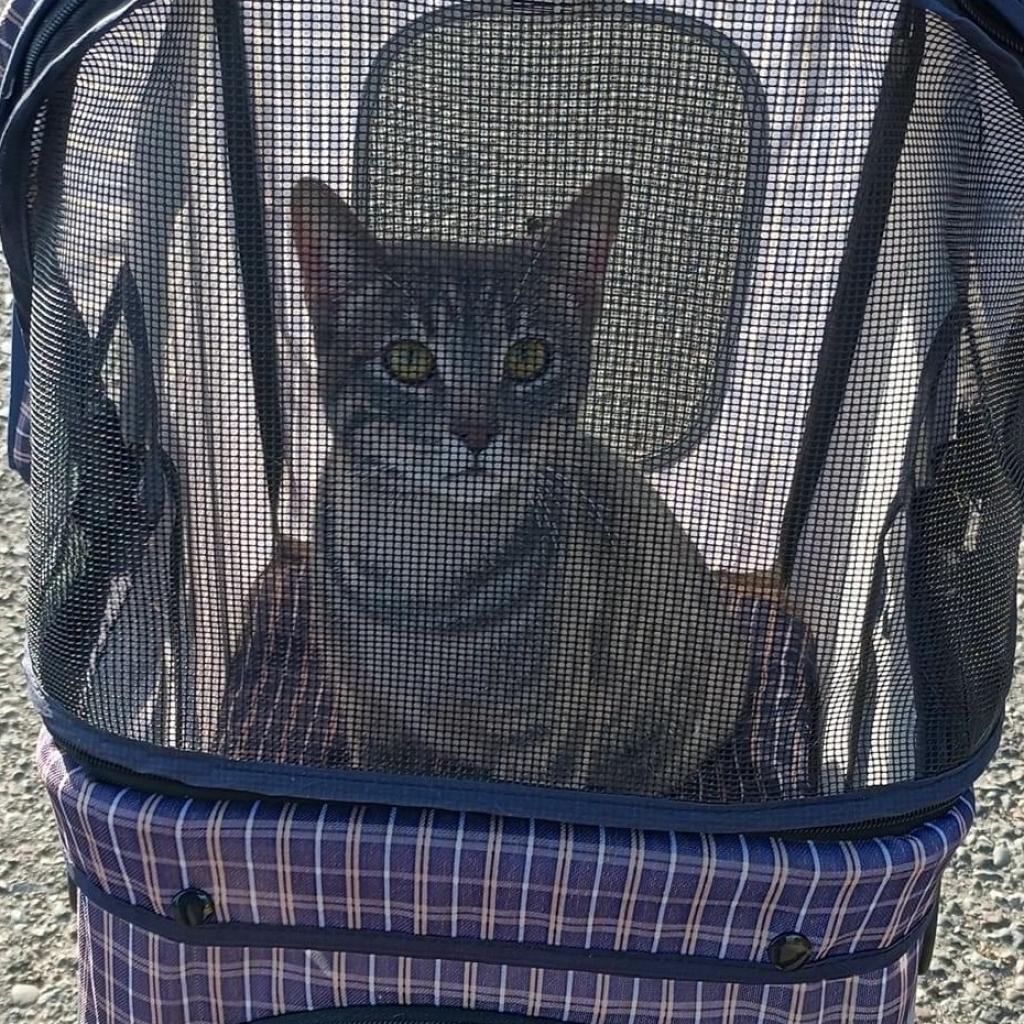 Enlarge Tabbie, a Adoptable Domestic Short Hair in Zimmerman, MN image 5/5