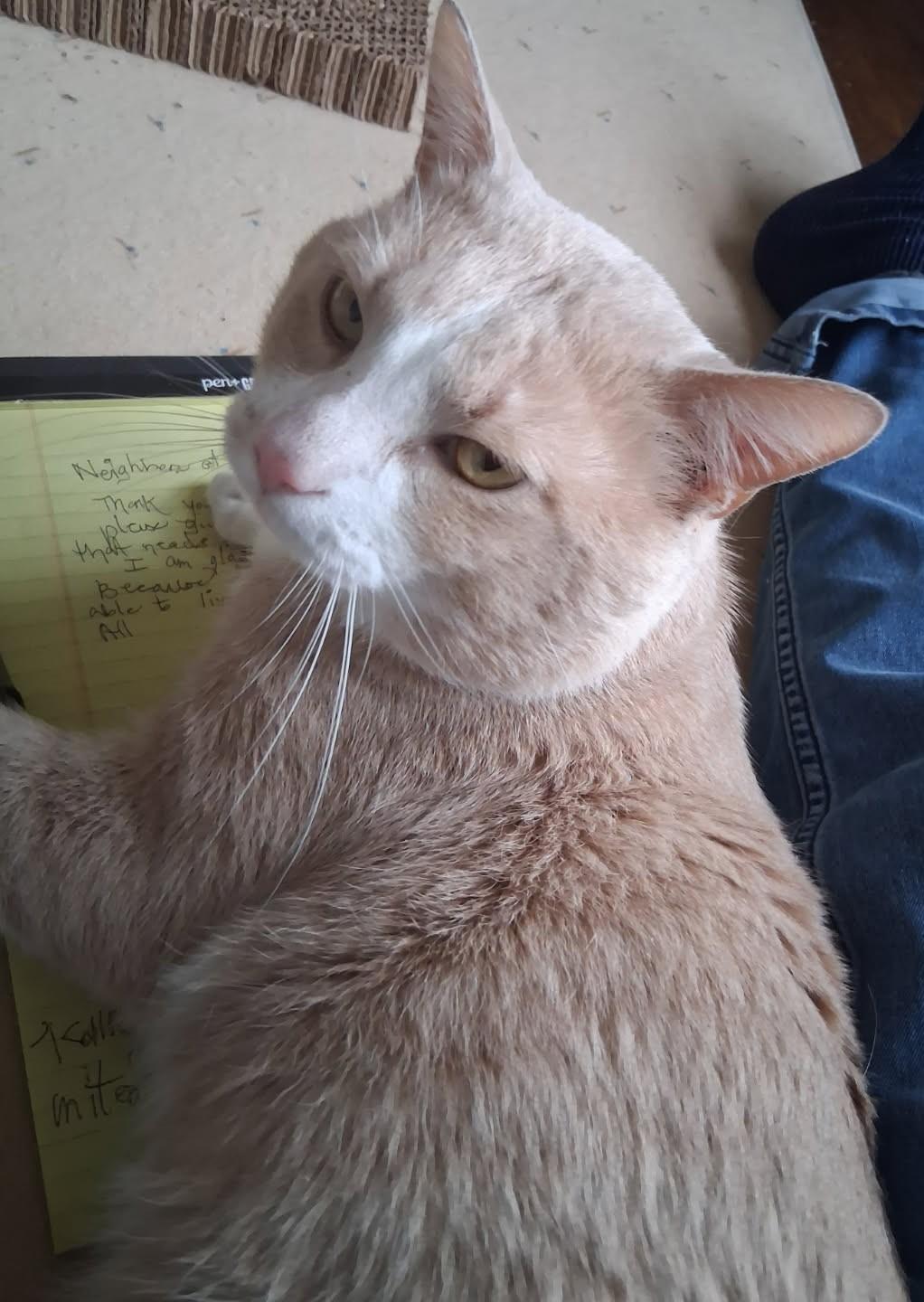 Kool-Jay, a ADOPTABLE Domestic Short Hair in Nashville, TN image 2/6