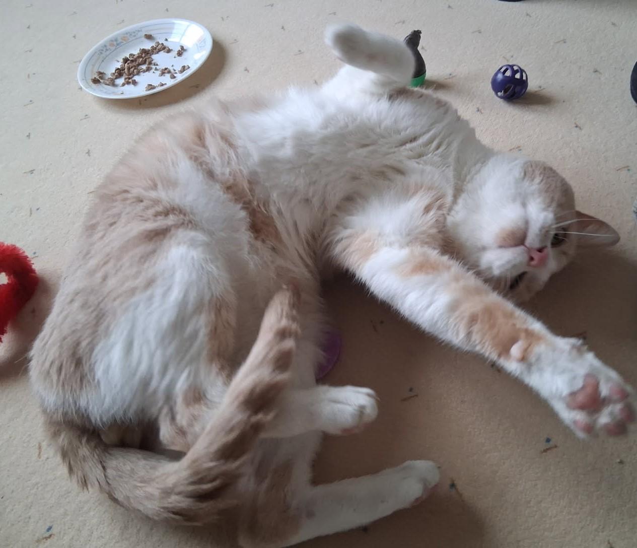 Kool-Jay, a ADOPTABLE Domestic Short Hair in Nashville, TN image 6/6